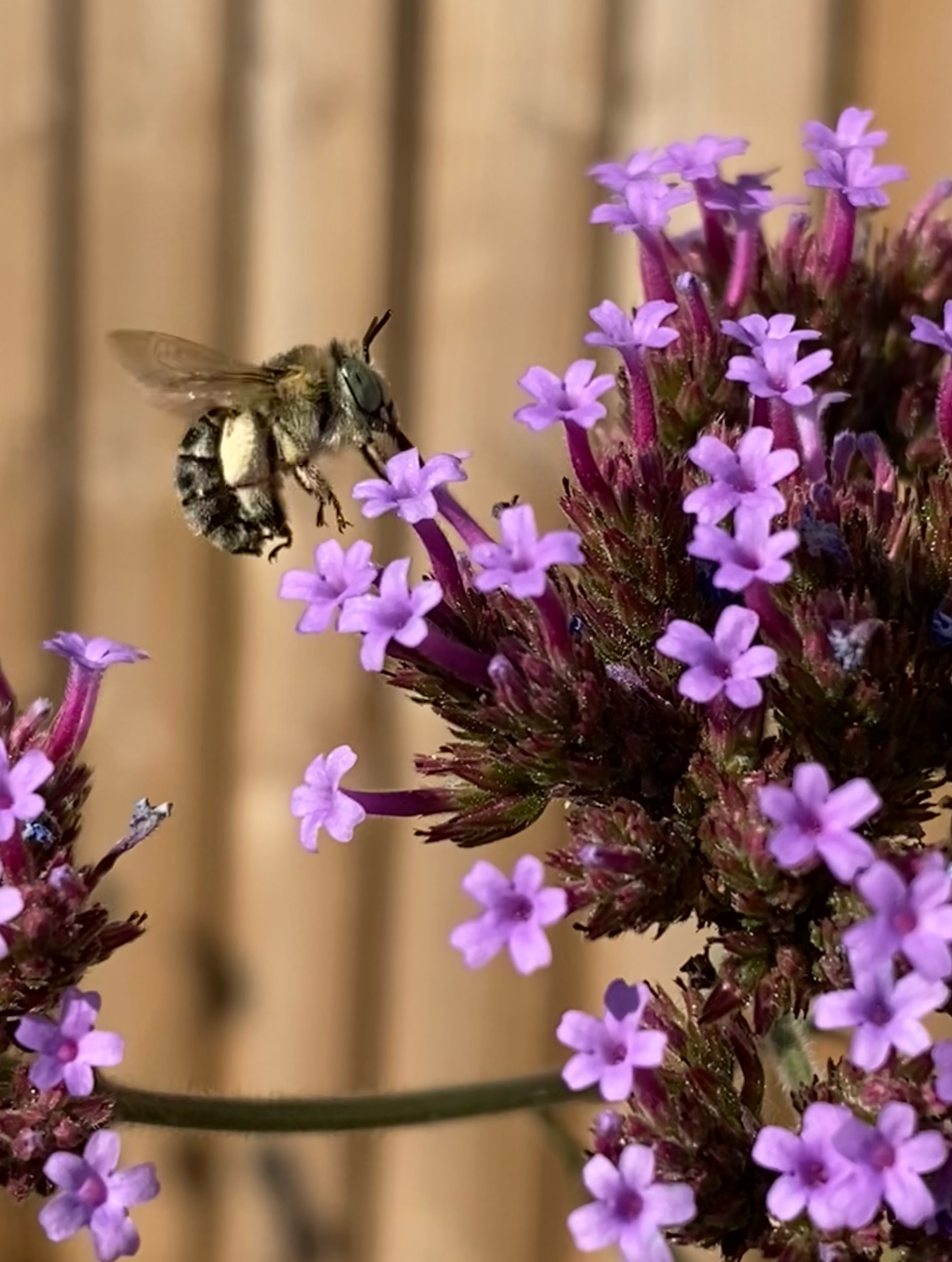 Four-banded flower bee with its gorgeous green eyes enjoying the Verbena bonariensis.
These are fast-moving, small solitary bees that love catmint and lavender and various wildflowers like Vipers bugloss.
You can spot them until August time 👀 🐝
#solitarybees #plantsforpollinators #welovebees #savethebees🐝