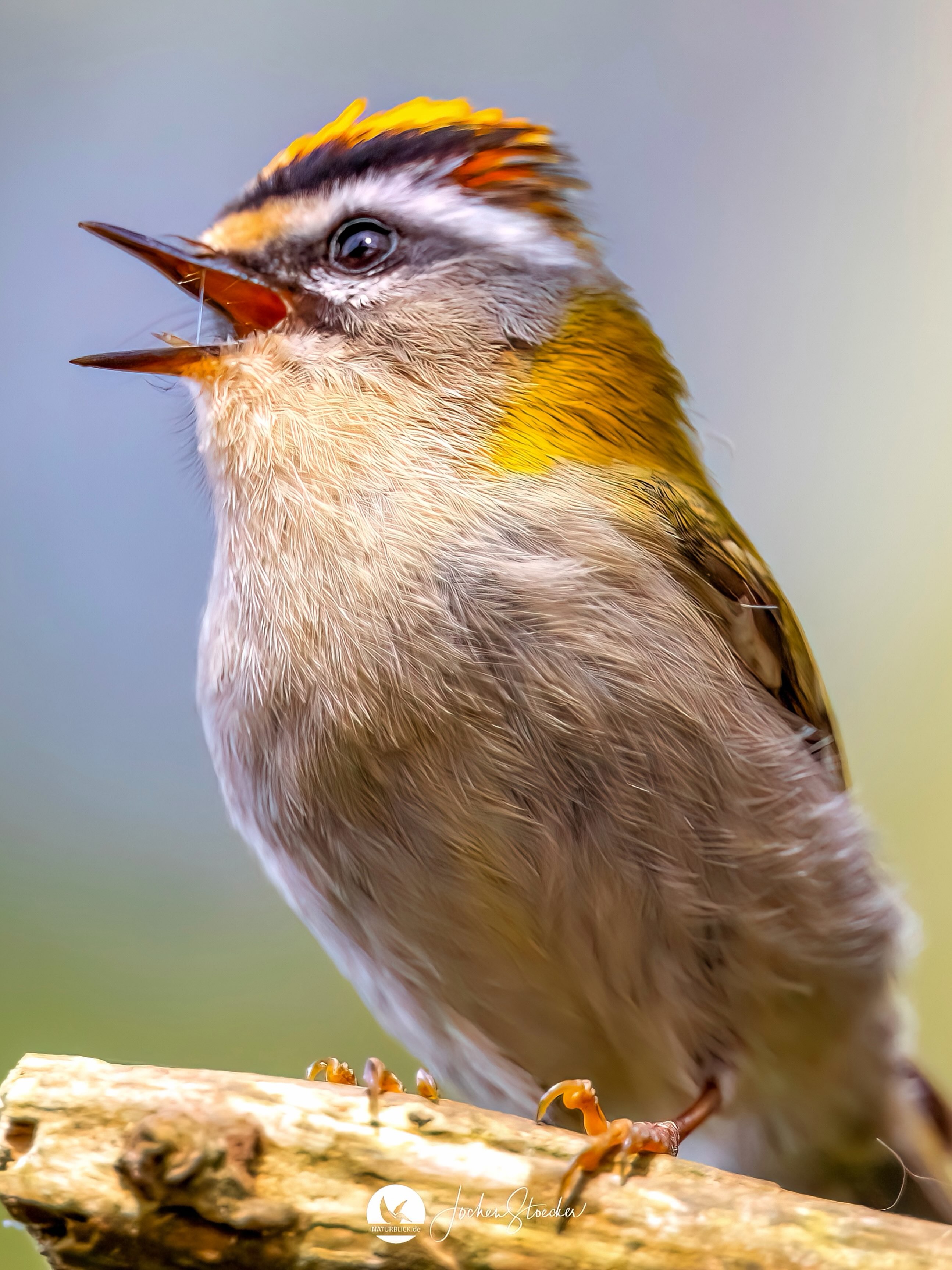 Ein Sommergoldhähnchen sitzt im ersten Licht des Tages auf einem Ast im stillen Wald. Mit seinem hellen, feinen Gesang begrüßt es den Sonnenaufgang, während goldene Strahlen durch die Blätter fallen und den Morgen zum Leuchten bringen.