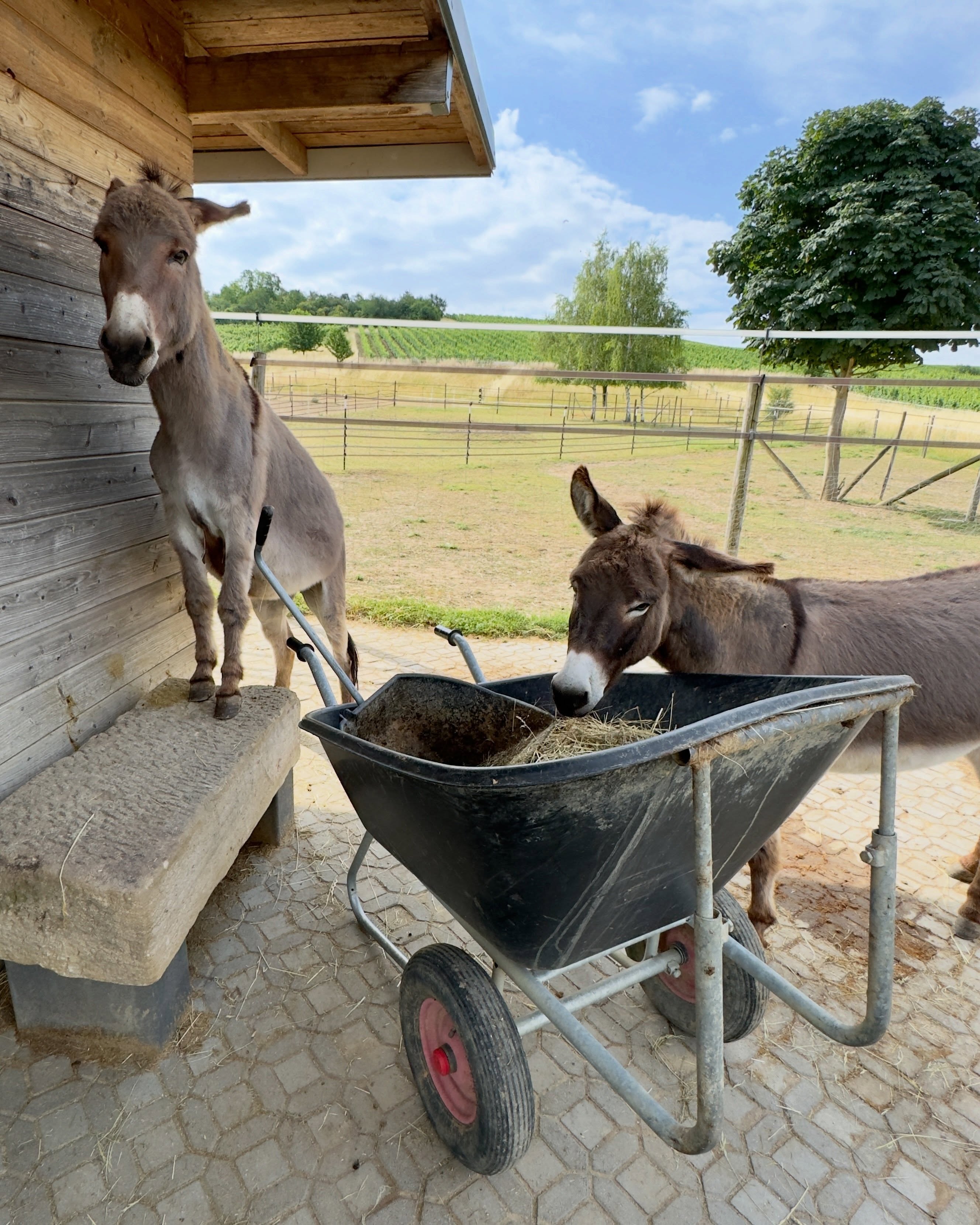 ☀️
☝️Wir waren heute wieder sehr fleißig und haben dem Stalldienst geholfen, so gut wir konnten! 🤝
Anm. d. Red.: 🤔 Bitte definiert „geholfen“! 🤦♀️😂
Wir sind echte Allrounder 💪🫶
Seid herzlich gegrüßt aus dem schönen Selztal,
🫏🦙 die Jungs 😘
#esel #lamas #alpakas #tieremachenglücklich #wandernmachtglücklich