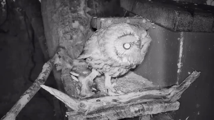 When you can’t finish a meal, it’s good to hide it away for later!
2Aluco is regularly bringing half-eaten meals back to the breeding box and stashing them in there. She then returns later to pick them up!
#yewview Worcestershire