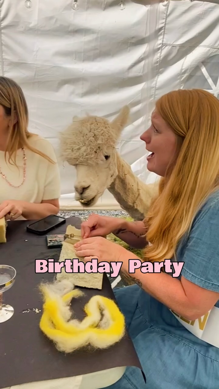 Birthday with Alpacas and Cupcakes. 🧁🦙
Lulu’s Barn • Westport Island, Maine
#birthdayideas #alpacalove #maine #birthday #lulusbarn
