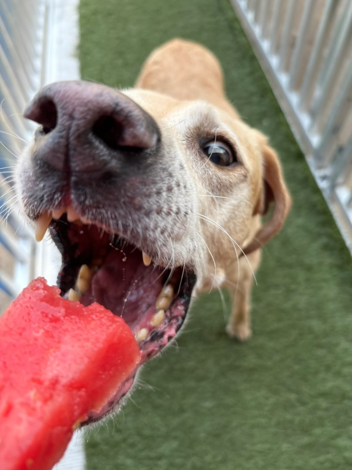 Water + Melon for the 4th! 💦+🍉 Stay hydrated, my friends 😎