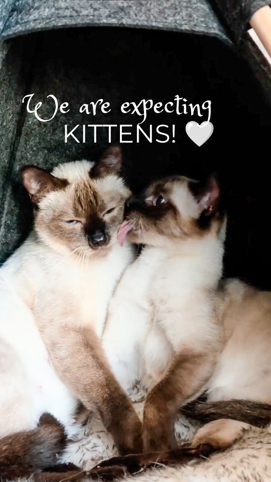 Tessina and Roxy are both pregnant, and we are expecting two litters of beautiful Thai kittens this summer! 🐾 (Deutsche Version unten)
We can't wait to welcome these little ones into the world and share their journey with you! 💙
#MysticPaws #ThaiCats #TraditionalSiamese #ThaiKitten
________________________
Tessina und Roxy sind beide trächtig und wir erwarten diesen Sommer zwei Würfe wunderschöner Thai-Kätzchen! 🐾
Wir können es kaum erwarten, die kleinen Fellnasen auf der Welt willkommen zu heissen und ihre Reise mit euch zu teilen! 💙