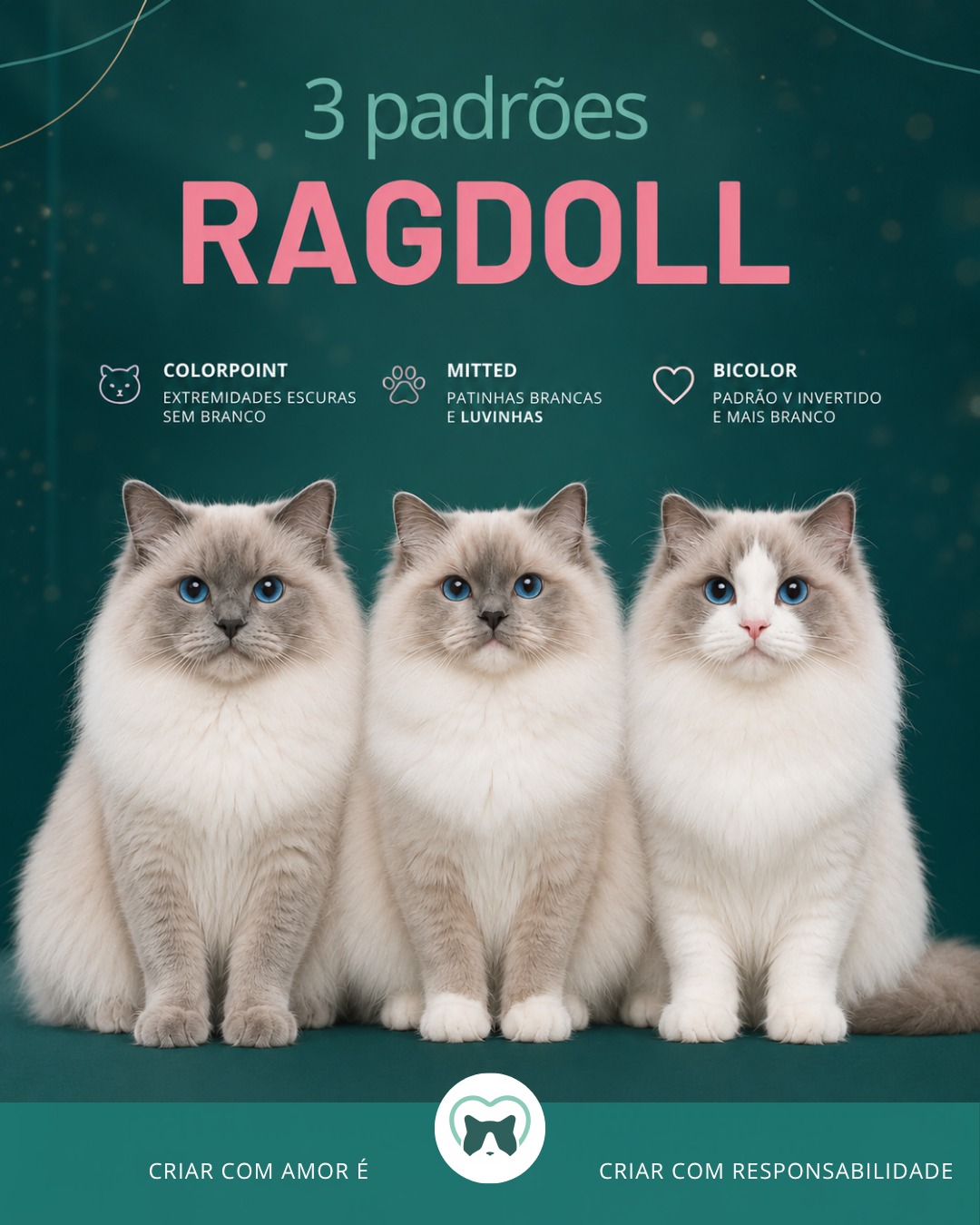 😻 𝙑𝙤𝙘ê 𝙨𝙖𝙗𝙚 𝙞𝙙𝙚𝙣𝙩𝙞𝙛𝙞𝙘𝙖𝙧 𝙤𝙨 3 𝙥𝙖𝙙𝙧õ𝙚𝙨 𝙙𝙖 𝙧𝙖ç𝙖 𝙍𝙖𝙜𝙙𝙤𝙡𝙡?
Embora todos tenham os famosos olhos azuis 💙 e o temperamento doce que conquistou o mundo, os Ragdolls possuem três padrões reconhecidos: 𝘾𝙤𝙡𝙤𝙧𝙥𝙤𝙞𝙣𝙩, 𝙈𝙞𝙩𝙩𝙚𝙙 𝙚 𝘽𝙞𝙘𝙤𝙡𝙤𝙧.
Cada um possui marcações específicas, definidas pelo padrão da raça, e conhecê-las torna ainda mais fácil admirar toda a beleza e a genética desses gatos.
💙 𝘾𝙤𝙡𝙤𝙧𝙥𝙤𝙞𝙣𝙩
É o padrão original da raça. Apresenta coloração apenas nas extremidades do corpo — máscara, orelhas, patas e cauda — sem áreas brancas (exceto na variedade Colorpoint Lynx/tabby, que possui as listras brancas características desse padrão).
💙 𝙈𝙞𝙩𝙩𝙚𝙙
Mantém a mesma distribuição de cores do Colorpoint, mas ganha áreas brancas muito bem definidas: as famosas "luvinhas" nas patas dianteiras, "botas" nas traseiras, queixo branco e uma faixa branca contínua pela barriga. Alguns podem apresentar uma pequena chama (blaze) branca entre os olhos.
💙 𝘽𝙞𝙘𝙤𝙡𝙤𝙧
É o padrão mais conhecido e um dos mais populares da raça. Possui uma grande quantidade de branco, incluindo a característica máscara em "V" invertido no rosto, patas predominantemente brancas e nariz sempre rosa. Também pode apresentar manchas brancas sobre as áreas coloridas.
𝘾𝙖𝙡𝙢𝙖 𝙦𝙪𝙚 𝙣𝙤 𝙘𝙤𝙢𝙚ç𝙤 𝙢𝙪𝙞𝙩𝙤𝙨 𝙘𝙤𝙣𝙛𝙪𝙣𝙙𝙚𝙢 𝙥𝙖𝙙𝙧ã𝙤 𝙚 𝙘𝙤𝙧.
🥛 Existe até uma forma divertida de lembrar a diferença entre eles:
🐾 𝘾𝙤𝙡𝙤𝙧𝙥𝙤𝙞𝙣𝙩: nem chegou perto do leite.
🐾 𝙈𝙞𝙩𝙩𝙚𝙙: pisou no prato de leite.
🐾 𝘽𝙞𝙘𝙤𝙡𝙤𝙧: resolveu deitar dentro da tigela! 😄
Independentemente do padrão, todos continuam sendo verdadeiros 𝙍𝙖𝙜𝙙𝙤𝙡𝙡𝙨: gatos de temperamento extremamente dócil, equilibrado e carinhoso.
Imagens criadas com IA com base em fotos de nossos Ragdolls. Todos os 3 padrões representados na cor blue.
⁉️ Qual é o seu padrão favorito? Conte ou compartilhe a foto nos comentários!
#Ragdoll #Ragdolls #RagdollBrasil #Blumenkatzen #gatoragdoll