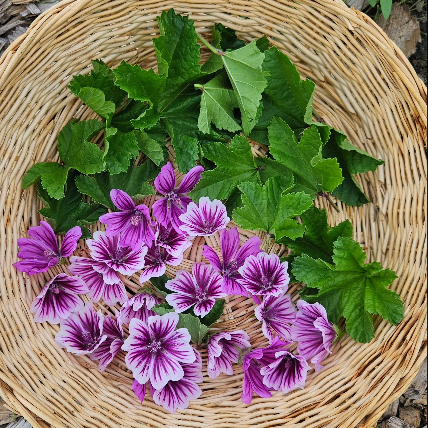 Abundance from 2024! The garden is slowly bouncing back after the grass invasion last year, so I don't have much to show yet from this summer. πΈπΏ