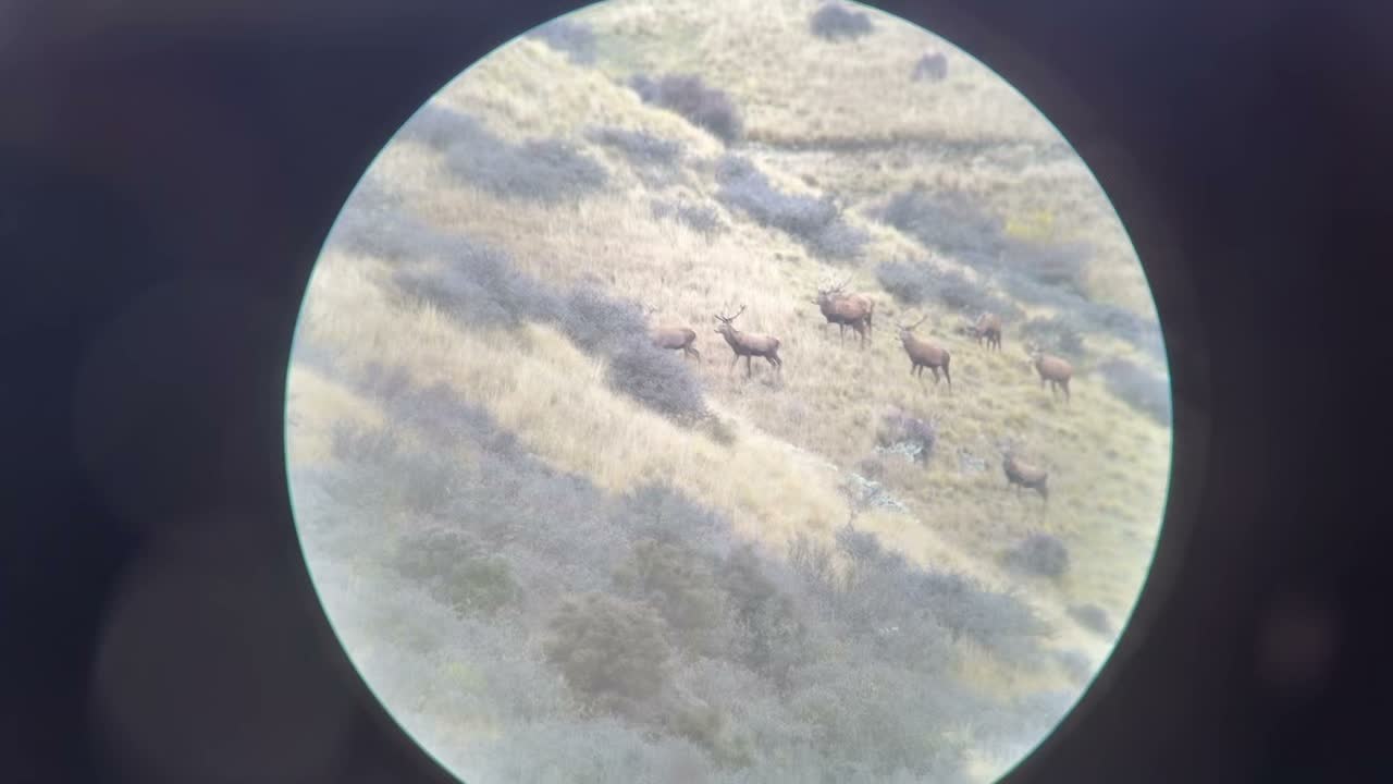 As the wind switched mid morning it took this group of stags no time to pin point our position.
#hunting #freerange #redstag