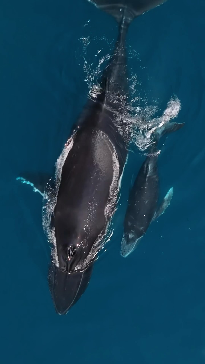 Humpback whales are making their way up the coast for the 2026 season, and the first whales are starting to arrive in the waters of the Kimberley.
This migration is known as one of the longest mammalian migrations on Earth, with some whales travelling up to 13,000 km.
These whales were filmed last year in the warm Kimberley waters off the northern tip of Western Australia. This newborn calf and its mother were travelling with an escort as they moved close to shore.
The humpback whale population in Western Australia has made an incredible recovery since commercial whaling ended. It’s thought that by 1963, only 5–6% of the population remained.
Today the recovery of this humpback whale population is a massive conservation success story!
Hopefully there will be lots of sightings again this year!
#whales #humpbacks #nature #oceans