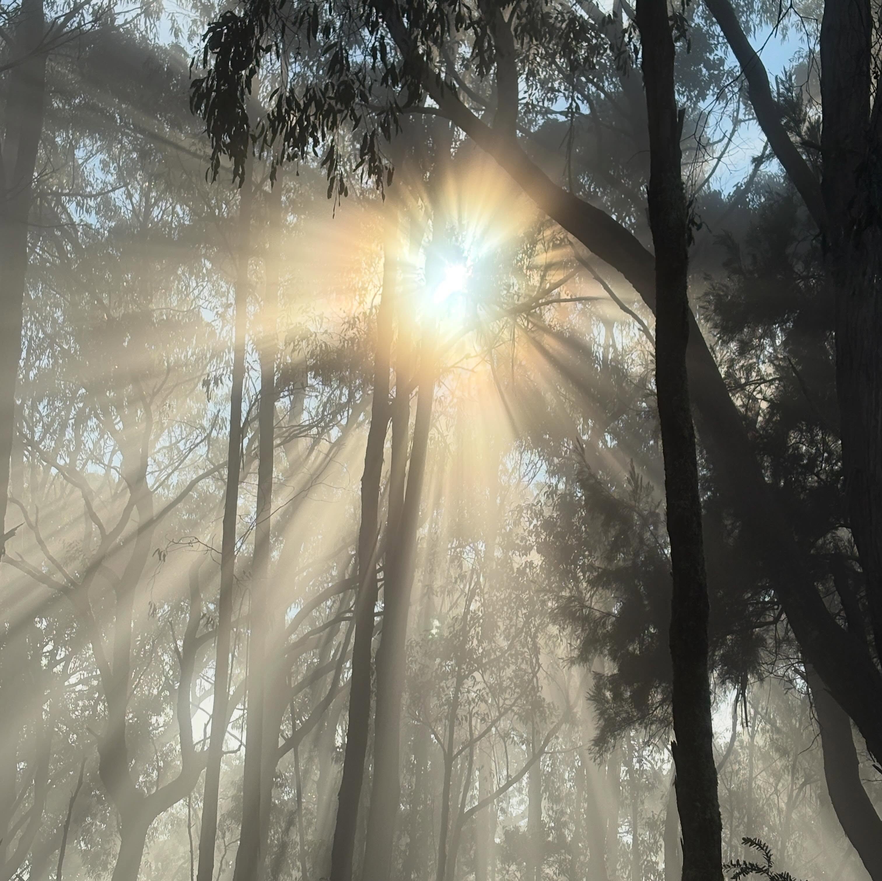 In awe of Winters beauty ☀️🕸️
Here’s a little farm update from Boonah on the Surf Coast! We had a great time with friends visiting and heard some awesome live music at @martianssaloon and left with a cool new Martians Saloon T-shirt and Hoodie.
Exploring the 50 acres of Otway range out front of the farm, Lewis decided he couldn’t go on without a path and with Richie’s help he made it back!
It’s been a wet week so we stocked up on veggies and sour dough for soup in Collac and we’re doing some planning in the home office. Our other neighbour popped in and we’re starting to feel more local.
We’ve been chatting with a draftsman for our renovation. I’m hoping to speak with a local permaculture consultant for the organic market garden and orchard and also researching wool sheep for paddocks in Springtime. We’ve been watching Clarkson’s farm for ideas and inspo and everything not to do!
I’m also doing some creative workshop planning, writing a newsletter and teaching mindfulness remotely tonight.
The native flower garden is almost finished and I just have to be patient while the plants grow and keep the kangaroos off them while they establish. Planting a potato patch today because who doesn’t love hot chips in Winter? Lots to work on and learn and grateful for the fire this week. Hope you’re keeping warm too🔥 X Marion
#otways #farmlife #retreat