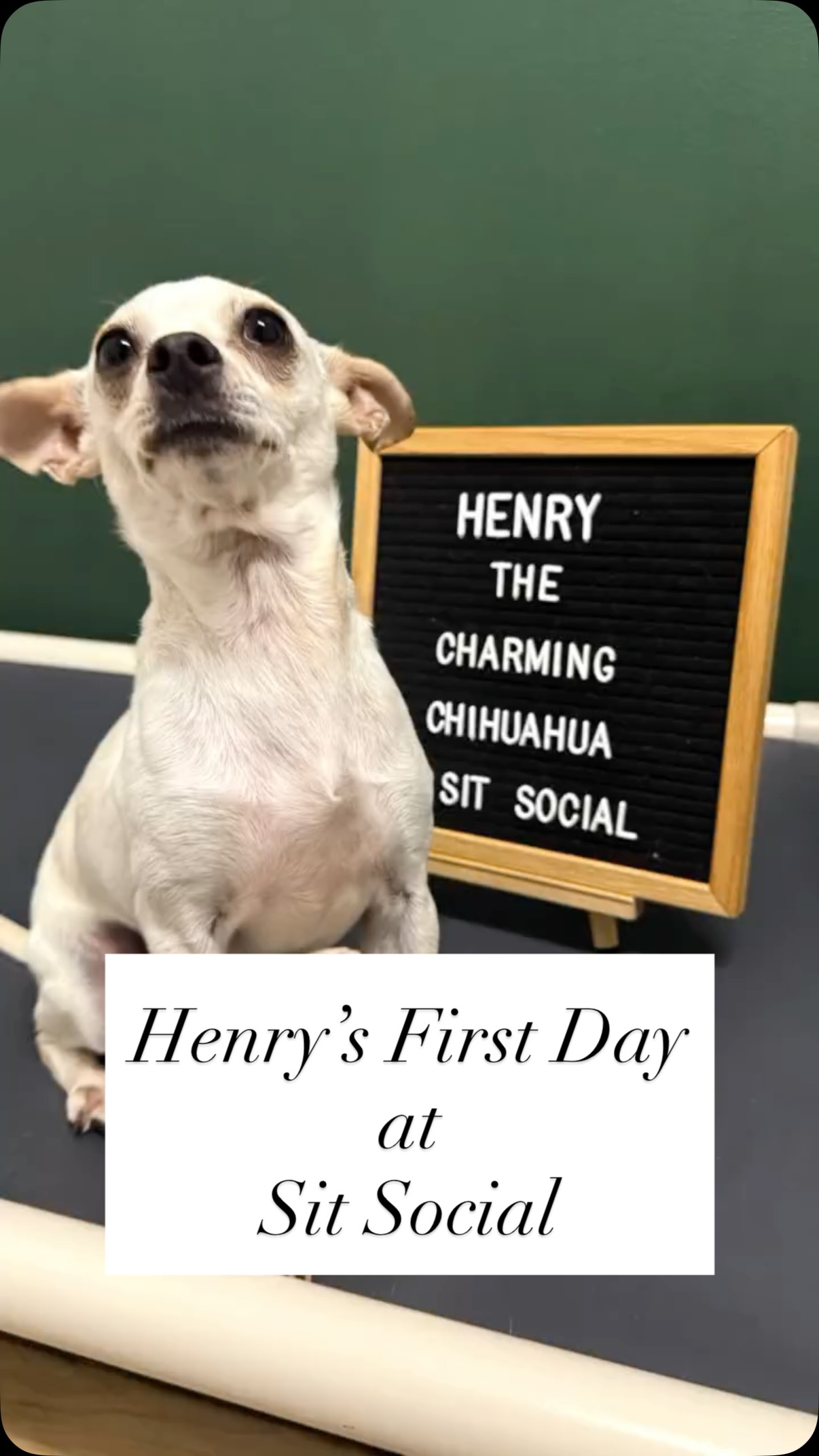 Welcome to the pack, Henry! 💕🐾✨
#firstday #chihuahua #doggydaycare