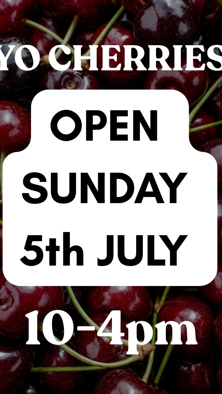 IMPORTANT UPDATE!
We made the wrong call 🍒🤦🏼♂️
We still have some GORGEOUS cherries and will be open this Saturday for PYO cherries.
Lots happening at the farm Saturday so if you were due to visit us please pop down 😊
#pyocherrieskent #pyocherries