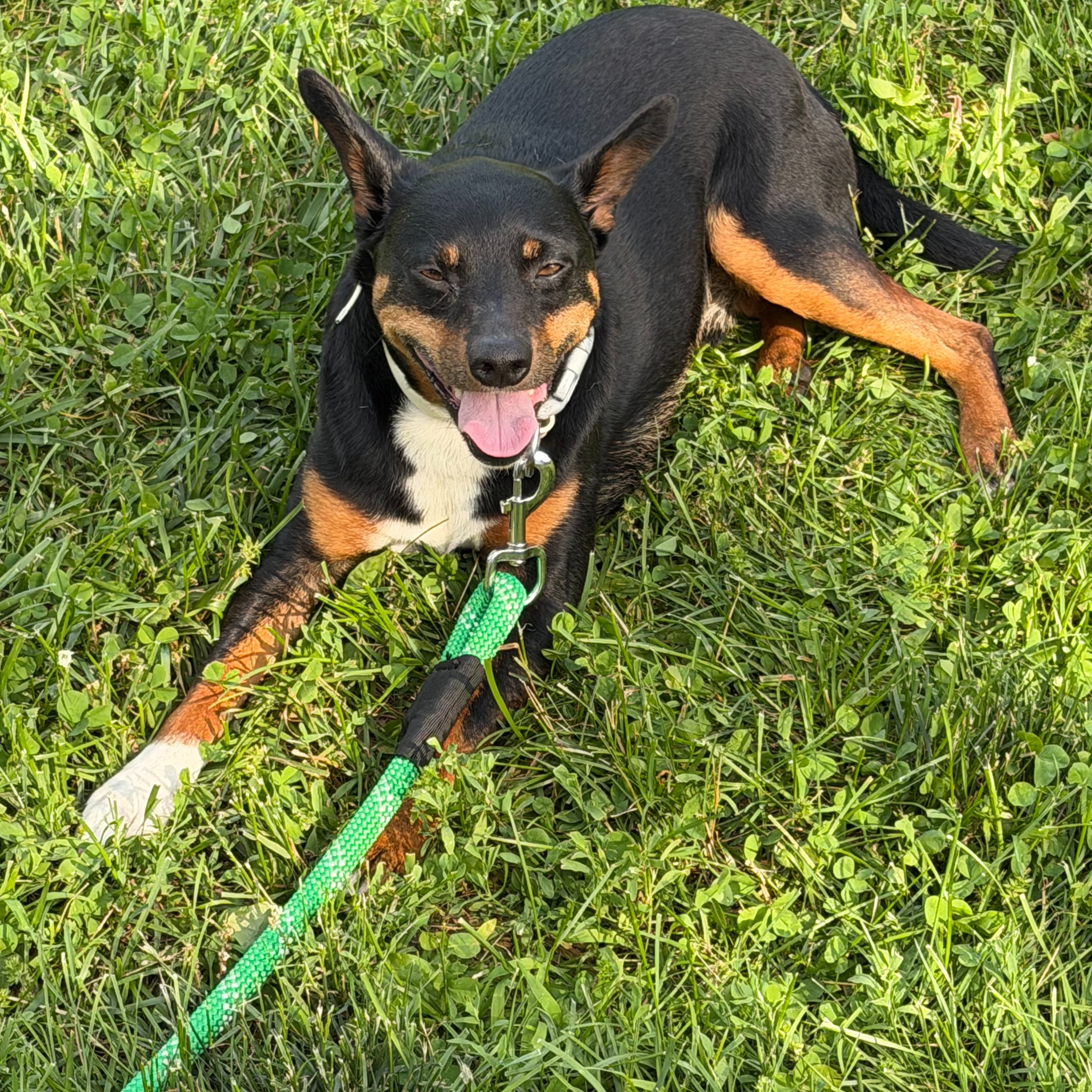 Update: owners found.
Are you missing your dog? This sweet boy wandered onto the property this evening. No collar. Please contact us if it is yours or if you know who's it is.
call/text 802-496-7555
