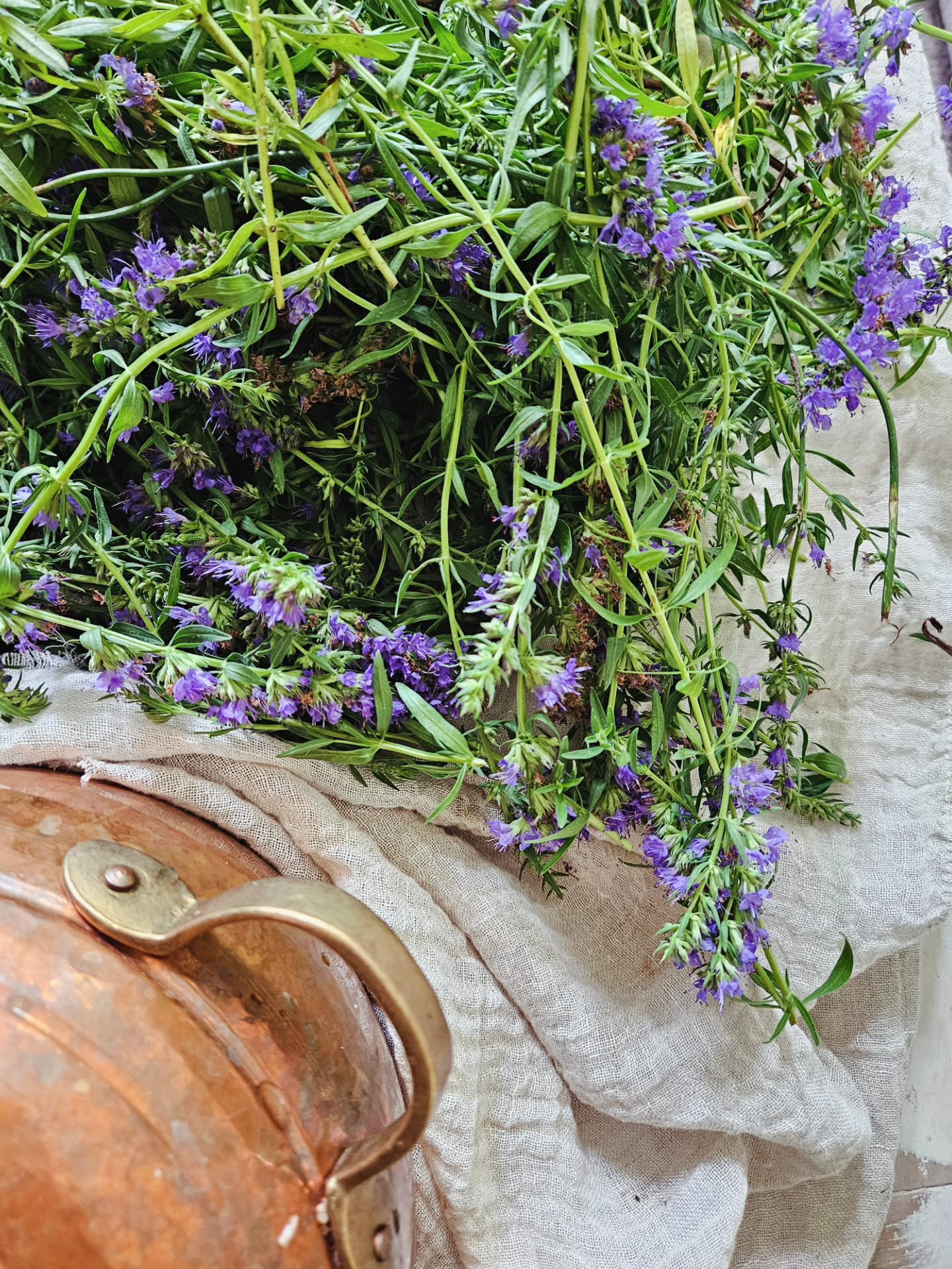 Les distillations s'enchainent à Natura Gratia.
Aujourd'hui j'ai passé un temps à l'alambic avec ma precieuse amie Hysope officinale en fleurs.
Purifiante energetique hors pair, elle m'a soutenue cet après-midi dans un besoin de retrouver davantage d'espace interieur et de foi en la vie, là où mon mental saboteur tentait de me reduire à des gnagnasgnas infertiles.
Comme sous sa forme spagyrique, les vertus d'Hysope nous invitent à nous reconnecter à ce qui nous fait du bien et nous mets en joie.
Son energie suggère de se concentrer sur Soi et sur ses rêves pour les manifester.
Hysope invite à se détacher des choses qui nous pèsent et de se concentrer sur son propre bien-être.
En apaisant le mental, elle appelle la stabilité et la confiance dans notre cheminement de Conscience.
Connaissez vous cette merveilleuse ?
#hysope #plantesmedicinales #alchimie #alambic #vertusenergetiquesdesplantes
