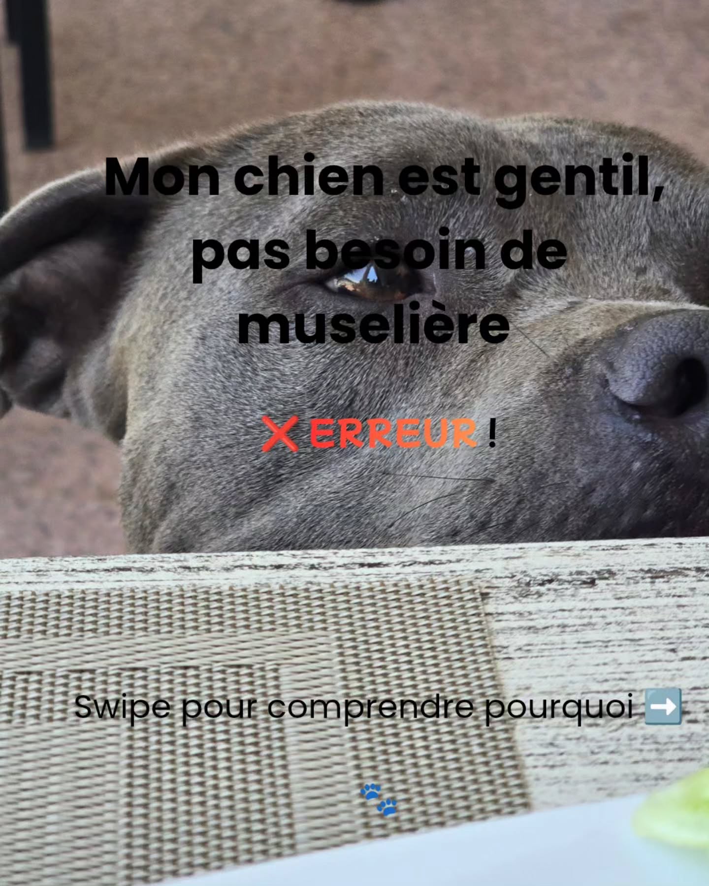 « Mon chien est gentil, il n'a pas besoin de muselière »… et pourtant !
🐾 Même le chien le plus adorable gagne à être habitué à la muselière, dans le calme et avec des friandises.
➡️ Swipe pour découvrir les 4 situations où ça peut tout changer 👉
Enregistre ce post pour ne pas l'oublier 📌
#muselière #éducationcanine #chien #dogtraining