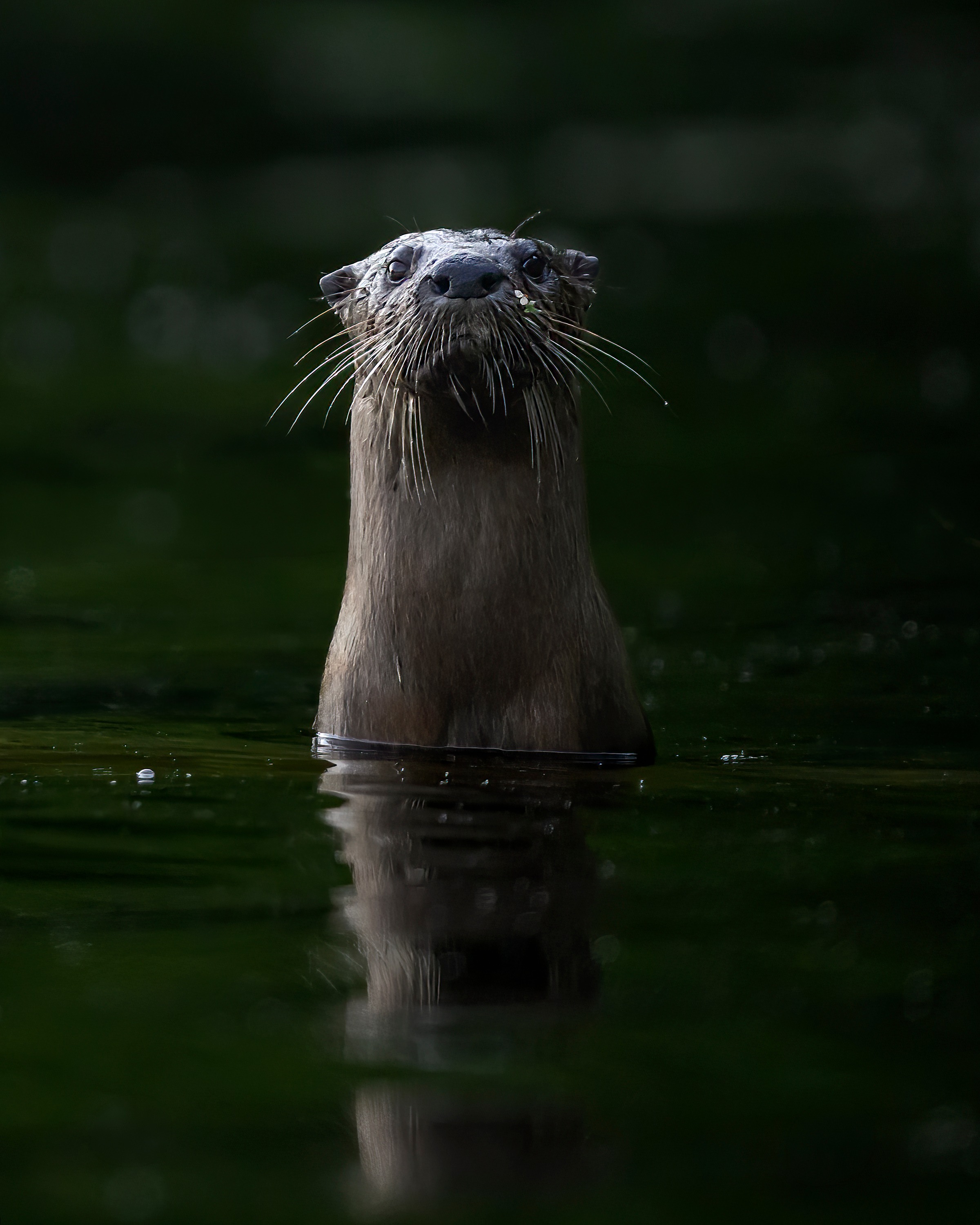 The lake was calm, the morning light soft, and everything felt still.
A river otter suddenly popped its head above the surface in front of me to investigate. He was talking to me and then it disappeared beneath the water as quickly as it had arrived.
Some mornings the photographs are the reward. Other mornings, it's simply the privilege of sharing a quiet moment with a wild creature.
#natgeoyourshotbotw #riverotter #sharbotlake #nikon #canadianwildlife