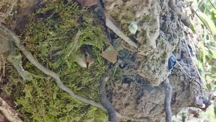 New live camera coming soon!!!!
#wren
#gwyllthollow