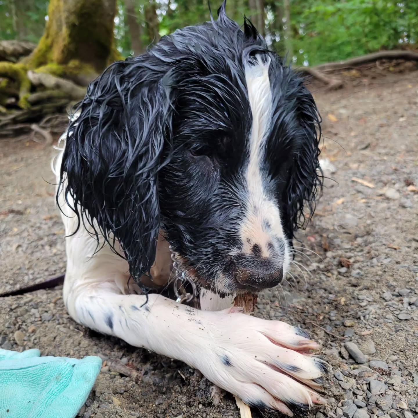 Puppy Class graduation and river sticks. Rosie is loving life.
#springerspaniel #puppy #dogs #love