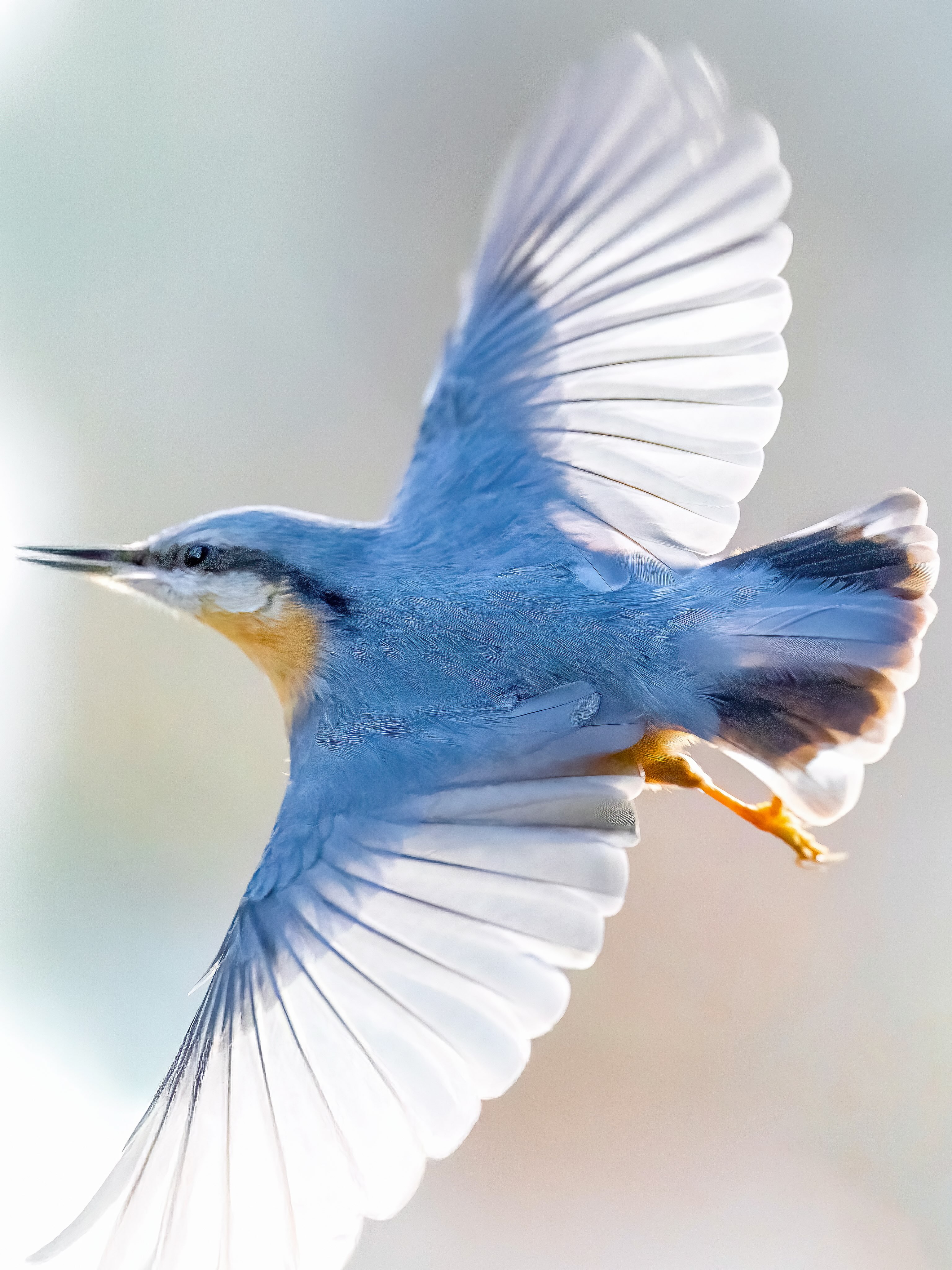 Ein Kleiber im Flug im Gegenlicht. Durch das helle Licht erscheint seine Silhouette aufgehellt, während Flügel und Körper nur dezent konturiert zu erkennen sind.