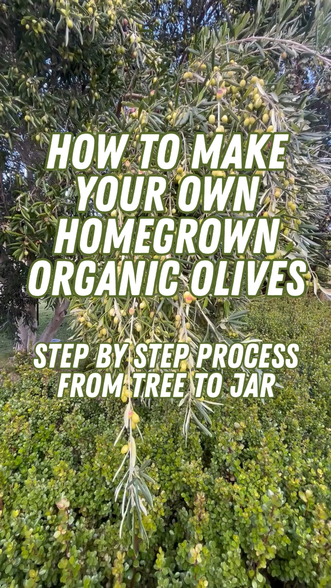 🌿 Homegrown Organic Olives - From Tree to Jar 🫒✨
There’s something so nourishing about making olives the slow, natural way.
From picking them straight off the tree, to scoring each one, preparing a gentle brine, adding fresh herbs and finally bottling them - it’s a mindful process that connects you back to nature.
These olives are free from caustic soda, which is commonly used in store bought varieties. Instead, they are made lovingly and naturally. It’s a longer process, but absolutely worth it.
In this video, I guide you through every step:
🌱 Picking the olives
🔪 Scoring to release the bitterness
💧 Making the brine
🌿 Flavouring with herbs
🫙 Bottling and sealing
✨ Transforming them into beautiful, delicious organic olives
A gentle, garden to table process 🫒
#NaturalInnerHealth #tammymillernaturopath #OrganicOlives #HomegrownFood #GardenToTable #HolisticLiving #OrganicCooking #HomemadeOlives #PicklingOlives #WholefoodLifestyle #NourishNaturally #Olives #Greenolives #HolisticHealthAustralia #BackyardHarvest #HealthyLiving #ChemicalFree #CausticSodaFree #NaturalPreserving #natureismedicine