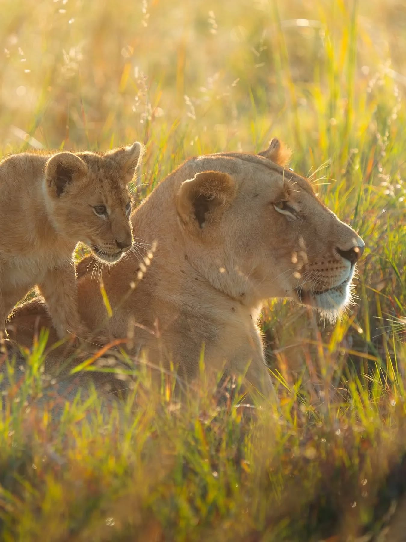 Tanzania Safari
#gnadesafaris