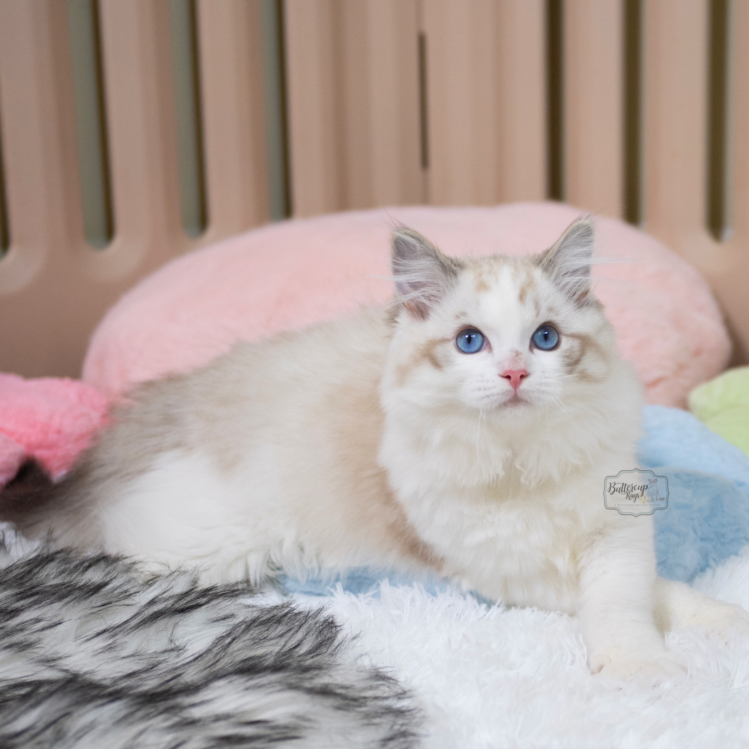 Beautiful ragdoll boy 💙
Buttercuprags Trigger
🐾🐾🐾🐾🐾🐾🐾🐾🐾🐾🐾
#ragdollkitten #ragdollkittens #ragdollkitty