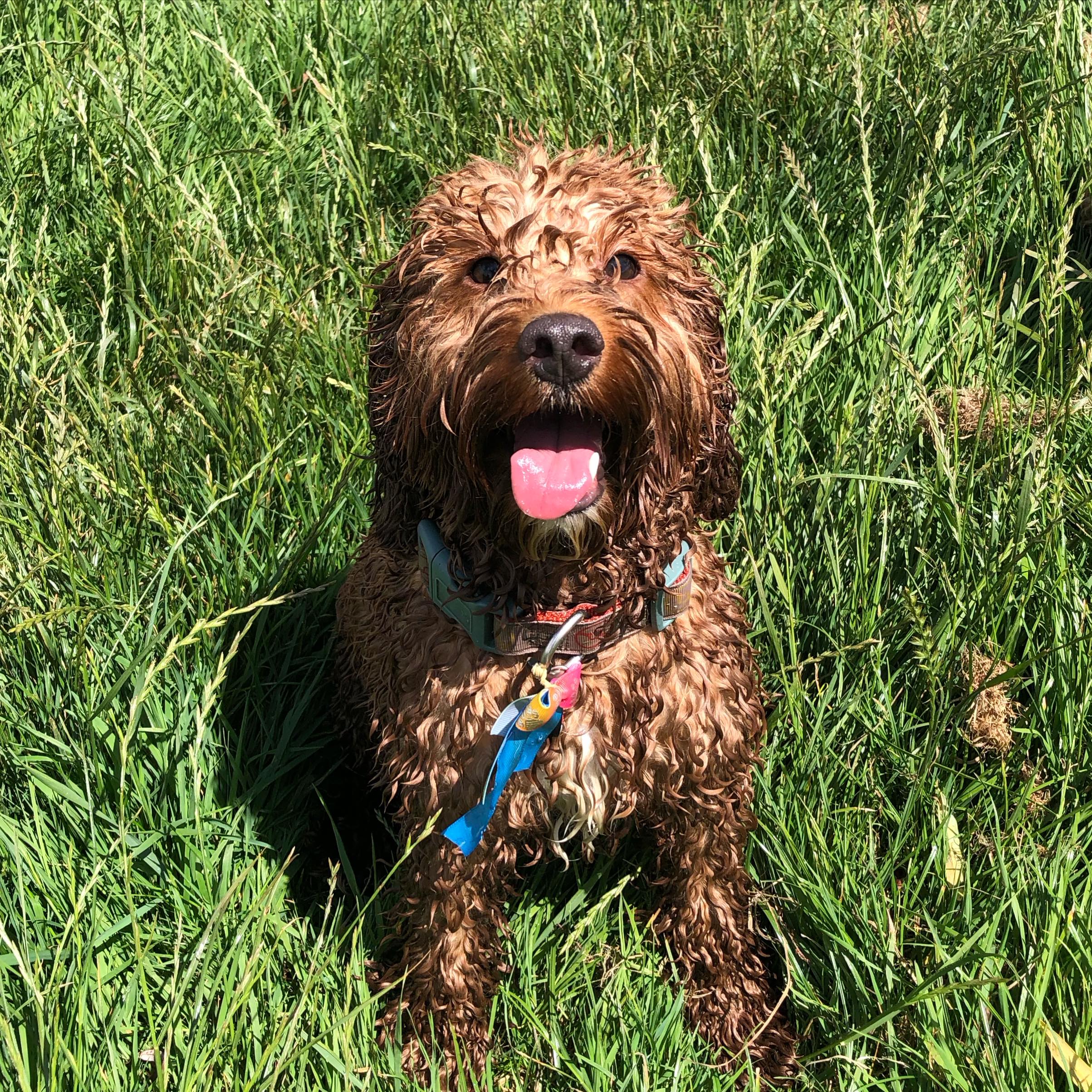 Wilson is keeping cool in this heat. 🥵