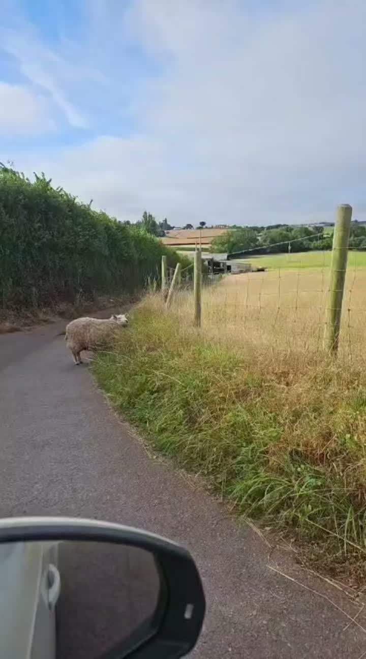 Lilly, the sheep that thinks she rules the farm