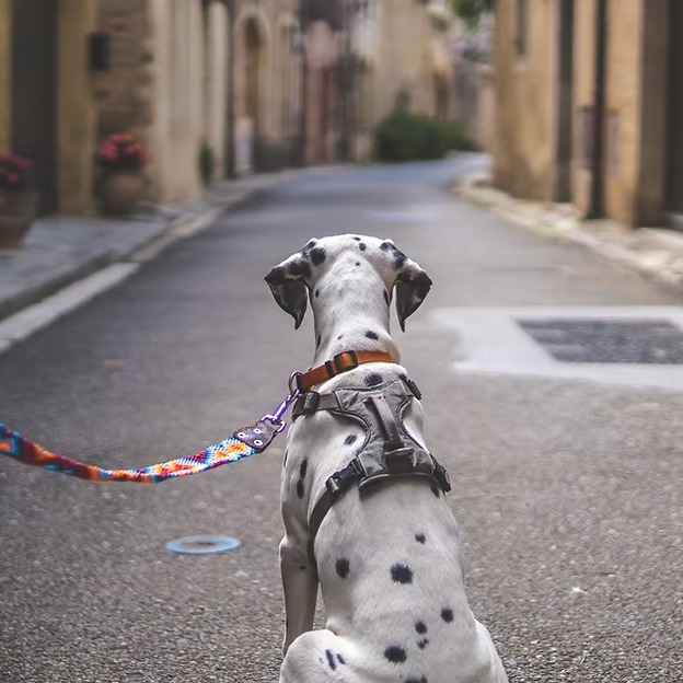 New article on managing your dog when they come into season. And some useful tips to cope with the heatwave.
What is a season (Oestrus Cycle)?
When a female dog (bitch) comes into season, she is going through her oestrus cycle — the period during which she is fertile and capable of becoming pregnant. Most bitches experience their first season between six and twelve months of age, though larger breeds may not cycle until they are eighteen months or older. After the first season, most dogs cycle roughly every six to eight months, though this varies by individual and breed.
A full cycle lasts approximately three weeks (around 21 days), though some dogs may run slightly shorter or longer. Understanding what is happening physically and behaviourally during this time is essential for keeping your dog safe and comfortable. Read on the link below.
https://www.problempetsolutions.co.uk/single-post/managing-you-dog-when-they-come-into-season-some-of-this-is-useful-for-heatwaves-too
#dogsofinstagram #dogbehaviour #clinicalanimalbehaviourist #dogtraining #dogbehaviour