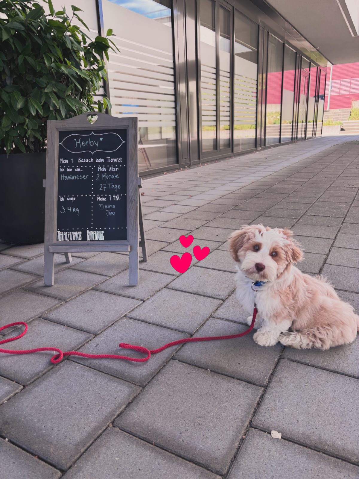 🐾 Zuckerschock im Behandlungszimmer! 🐾
Wir hatten den ersten Besuch dieses zuckersüssen Havaneser-Welpen HERBY 💖 bei uns in der Praxis!
Mit seinen treuen Kulleraugen und dem flauschigen Fell hat der kleine Schatz unser Team sofort um den kleinen Finger gewickelt. 🥰
Der erste Tierarztbesuch ist ein aufregender Meilenstein. Unser Ziel ist es, dass die Welpen von Anfang an Vertrauen aufbauen und merken: Hier muss niemand Angst haben, dafür nehmen wir uns jedes Mal besonders viel Zeit! ✨
@tierarztpraxis_rothenburg #hundeleben #welpentraining #welpenglück #hundemachenglücklich #havaneserglück