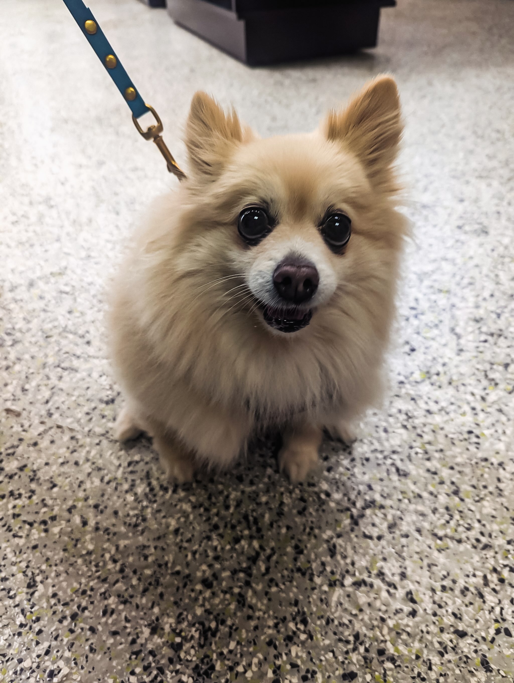 Meet Luna! This bright little sweetheart stopped by for her favorite treat — Artisan Raw’s Duck, Beef & Salmon blend. She knows quality when she tastes it.
Come say hi and grab Luna’s top pick for your pup too!
#yeg #yegdogs #yeglocal #yegpets #supportlocalyeg