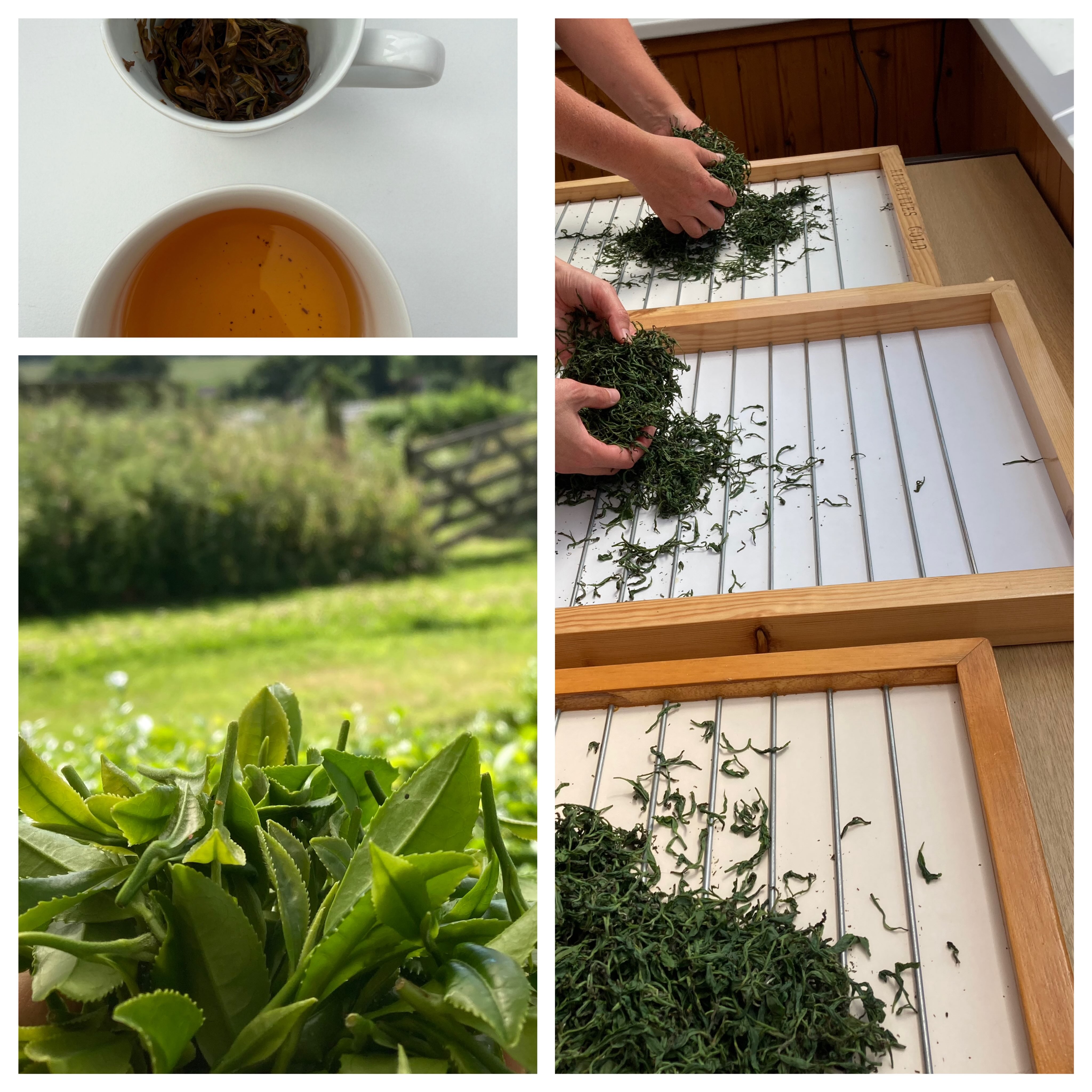 Hand rolling Kinnettles Gold with help from @celiaceae The leaf plucked for this beautiful black tea is hand rolled and made in small batches.
It was a day of tea immersion, tasting batches of made tea and the last photo shows oxidised leaf that had been rolled on the rolling machine - (far too much to do by hand!) and ready to go in the oven. This was made from leaf brought in by @fifeteagarden . They are one of five tea gardens who are contributors to Five Gold Rings black tea. Tea merchants Pekoe Tea in Edinburgh stock these two lovely black teas.
🌱
🌱
🌱
@pekoetea_edinburgh
#kinnettlesgold #fivegoldrings #artisantea #teaculture #scottishfoodanddrink