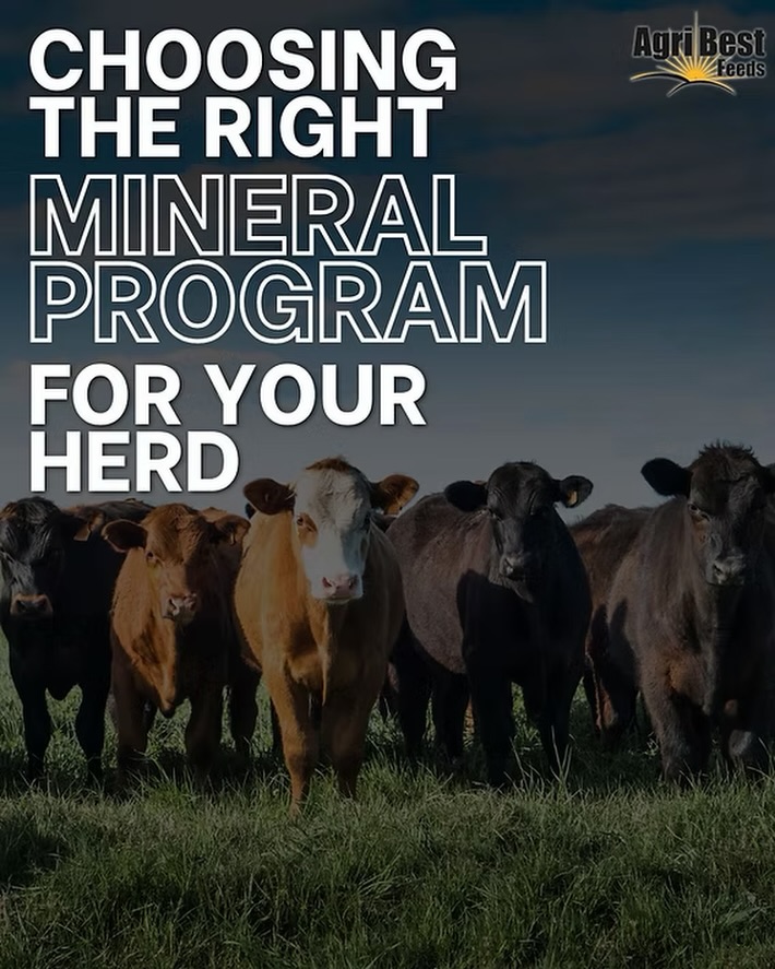 The right mineral program can improve herd health, support reproduction, strengthen immunity, and maximize performance, but choosing the wrong one can leave your cattle missing essential nutrients.
Learn what to look for, common mistakes to avoid, and how to choose a mineral program that fits your operation in our latest blog.
Read it here: https://www.agribestfeeds.com/post/choosing-the-right-mineral-program-for-your-herd
#AgriBestFeeds #CattleNutrition #BeefCattle #MineralProgram #Ranching