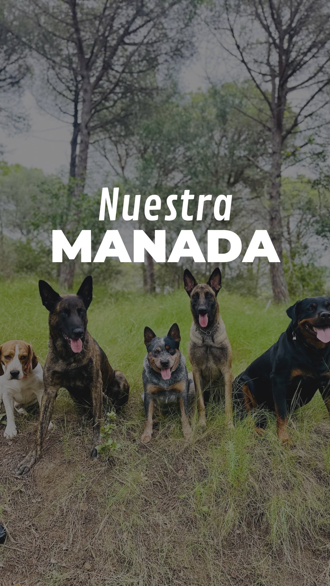 El tiempo vuela...🥹
¿Quién cambió más?
#dogtraining #antesydespues #cachorros #dogcrew #puppies