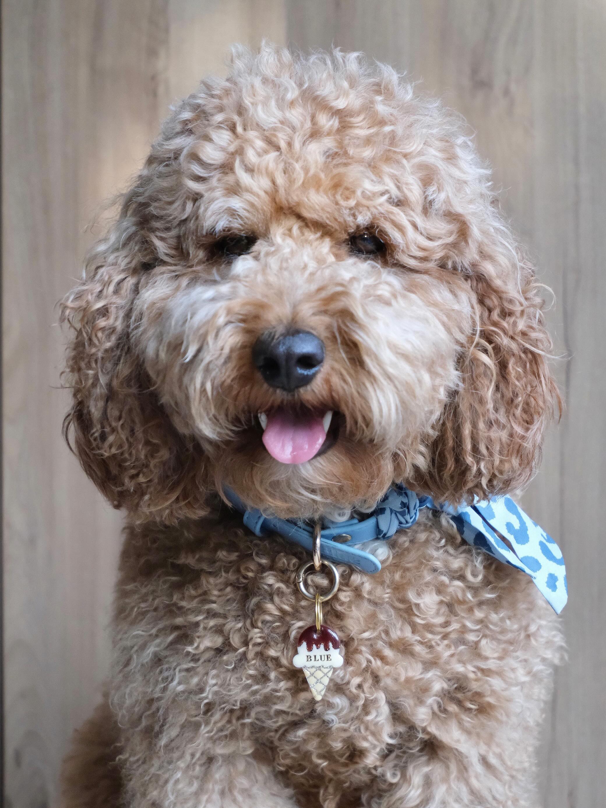 Blue SUMMER MOOD ACTIVÉ ☑️👙☀️🧴
#medaillechien #accessoirechien #dogaccesories #dog #medailledog