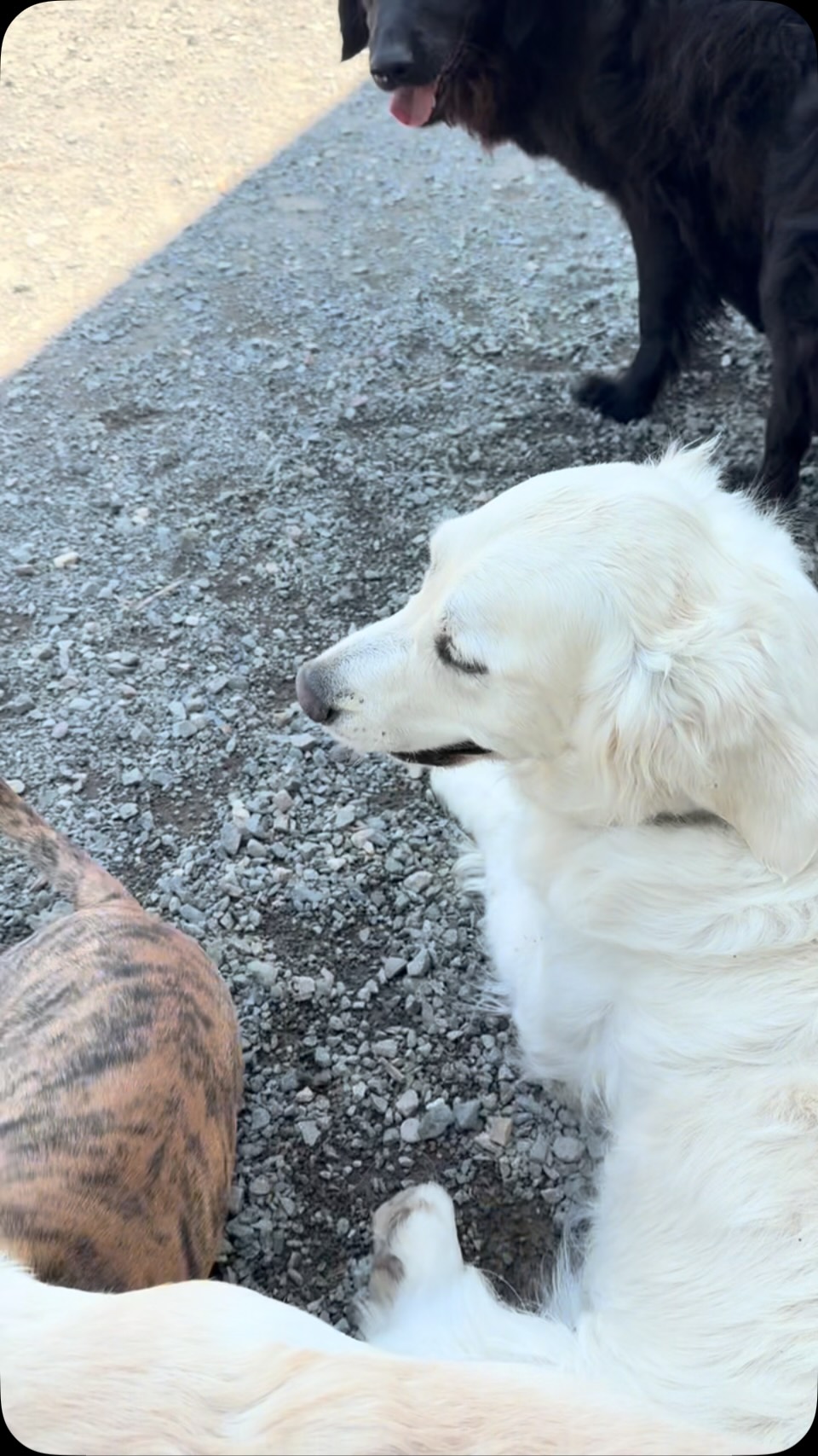 Puppies! #dogsofinstagram #careytrainsme #dailydog #cutepuppies #vancitydogs