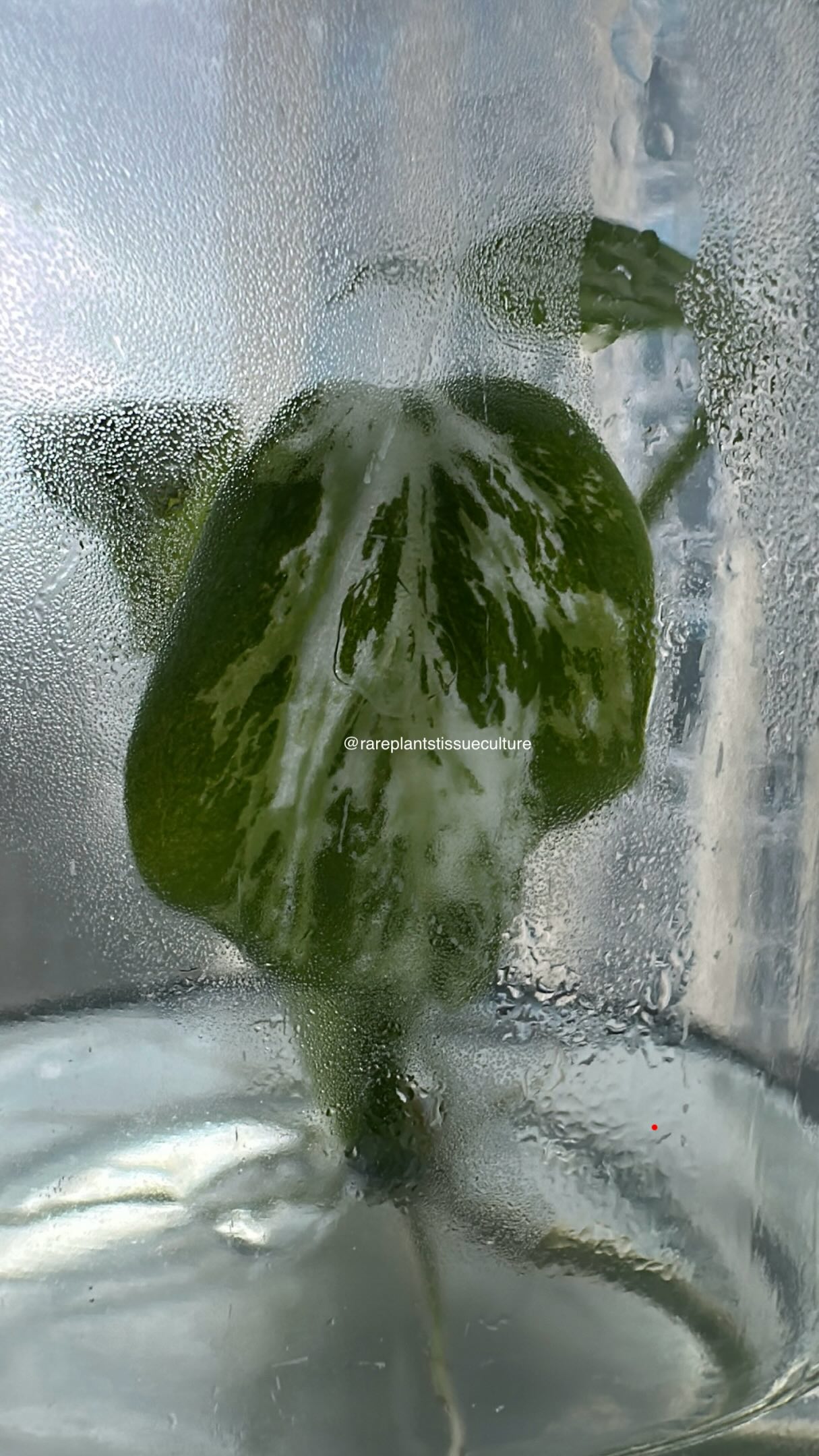 Not all tissue cultures are created equal, evident from our own clone of the legendary Devil Monster. True variegation from the stem up, no waiting for months to see if the variegation might come. Grow or propagate only from the best source. Made in small batches only.
#monsteradevilmonster #tissueculturelab #cleanculture