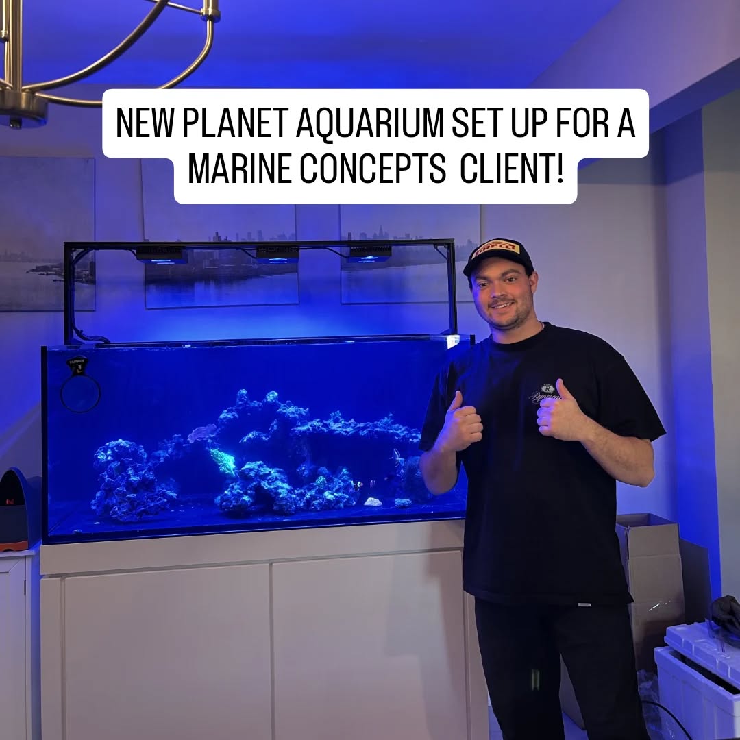 New @planetaquariums system completed for our client!
#marineconcepts #allmymoneygoestocorals #customaquarium