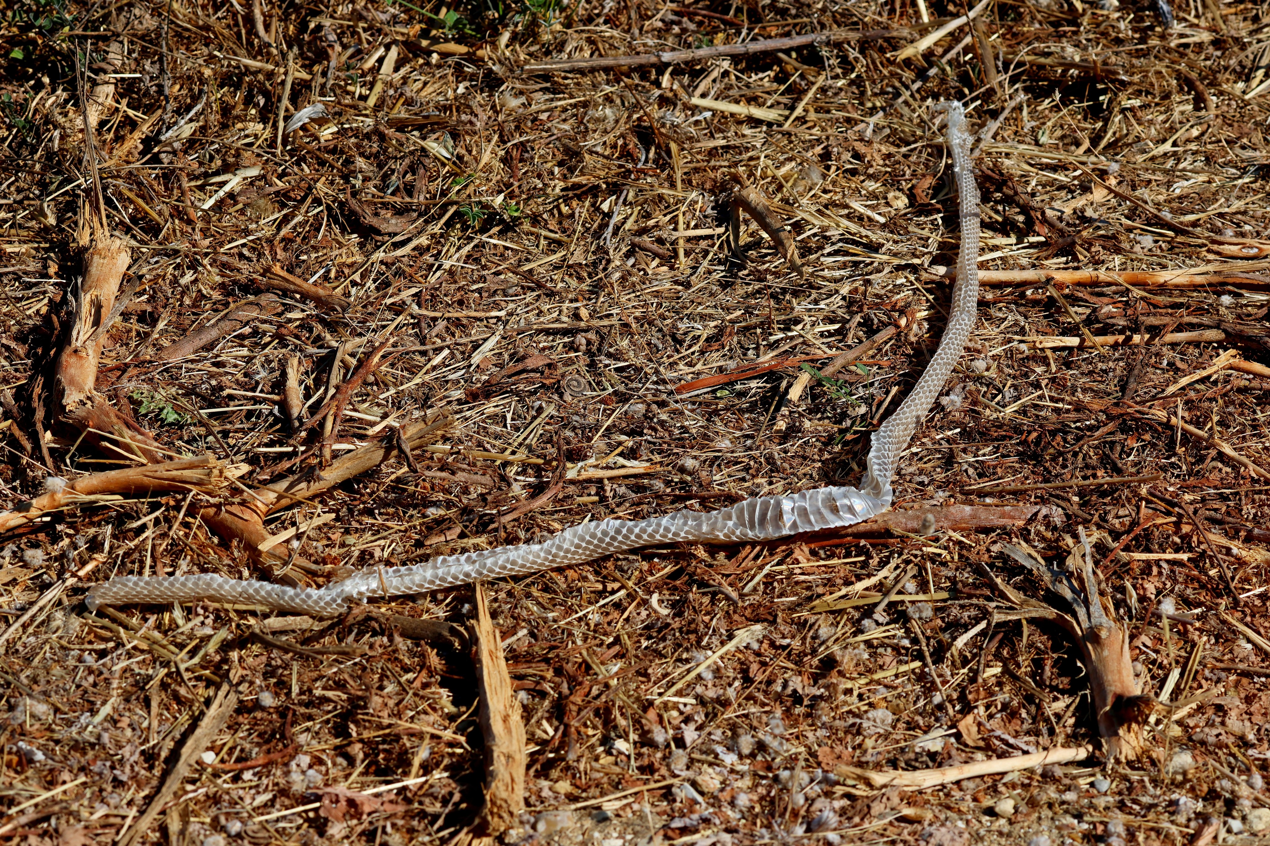 A couple of shed snake skins at Tzanata reservoir. I saw 4 skins, but no snakes unfortunately.
#islandwildlife #kefaloniawildlife #greekwildlife #guidedwildlifewalks #reptile
