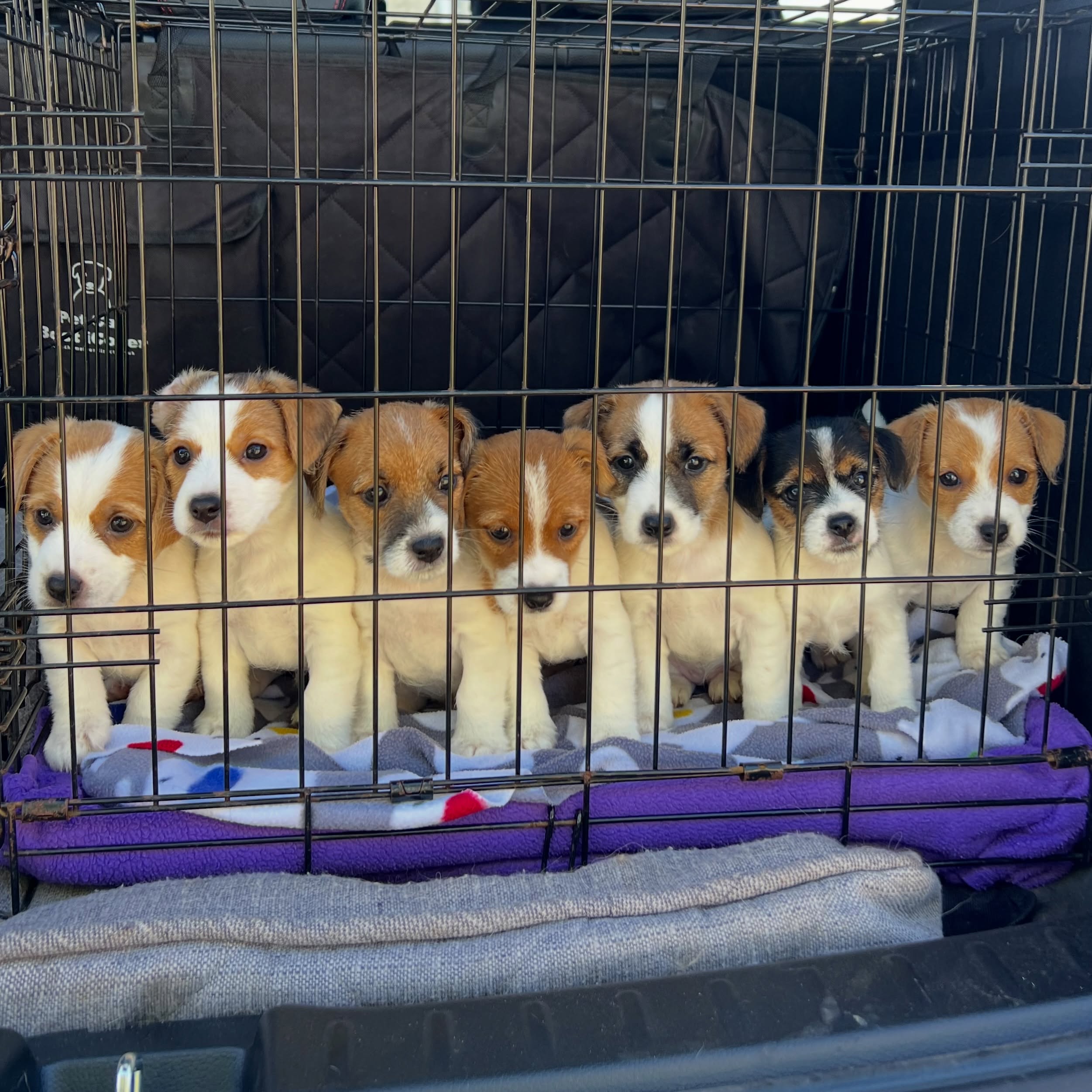 Wishing Litter C a happy 2nd birthday today! 🐶🎂
#jackcambpups #jackcambjrt #jackrussellterrier #puppylove #happybirthday