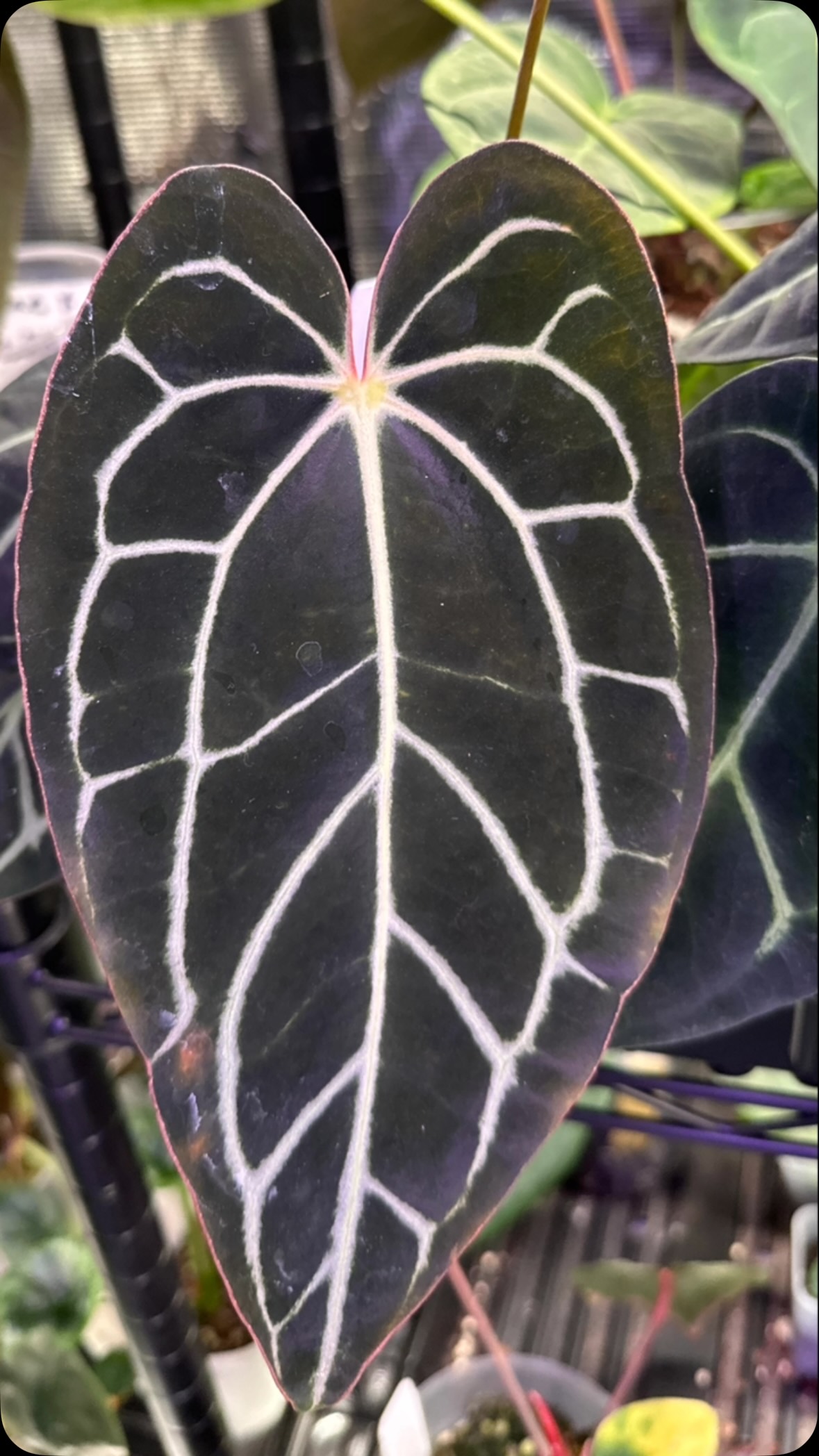 Tonight we have a brand new seed release! Join me at 6pm cst on @palmstreetapp , link in bio.
Pictured are the parents.
(AOS Df x RLFS) x Carla
Hope to see you there!
#anthuriumcarlablackiae #anthuriumaceofspades #anthuriumpapillilaminum #palmstreet #newrelease