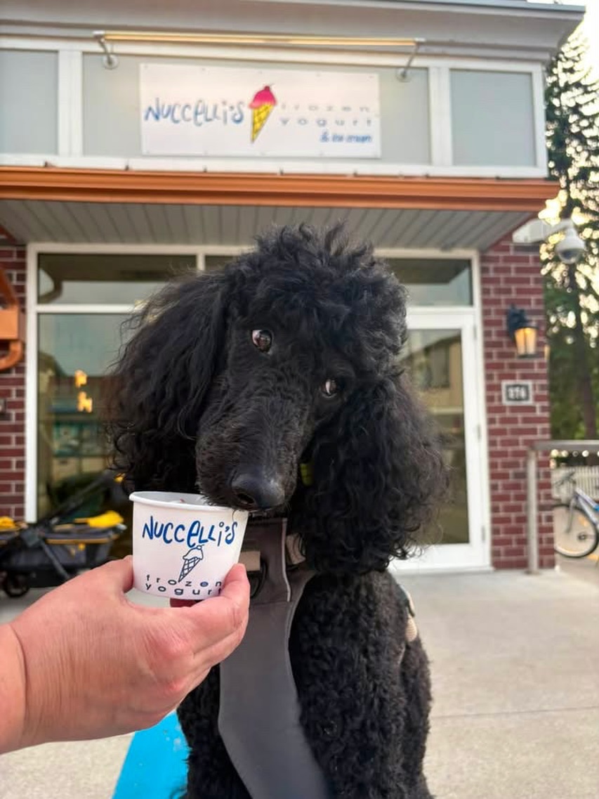 Sunday treat run ✔️ Good company ✔️ Happy pup ✔️
You have all day to treat yourself: open from 11am-9:30pm🩵
#explorepage #WindsorEats #ontarioeats #OntSouthwest #DiscoverOntario