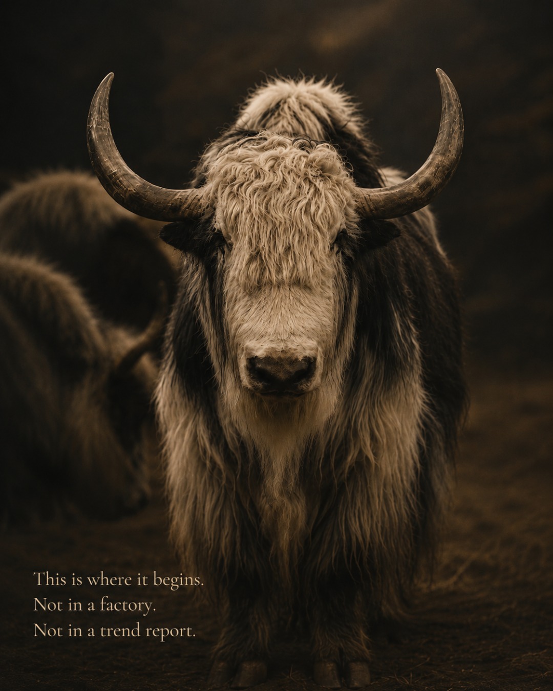 Before cashmere, there was something older.
Deep in the Khangai mountains of Mongolia, where winters are brutal and skies are vast, khangai yaks grow one of the rarest fibers on earth.
Not farmed. Not rushed.
Collected by hand, season by season.
Spun the way it has always been spun.
Carried from the steppe to Paris.
This is Yakshmere.
This is where luxury begins before the label, before the store, before the trend.
At the source.
—
Tergel Yakshmere — Beyond Cashmere.
link in bio.
🔗 ww.tergel.fr
