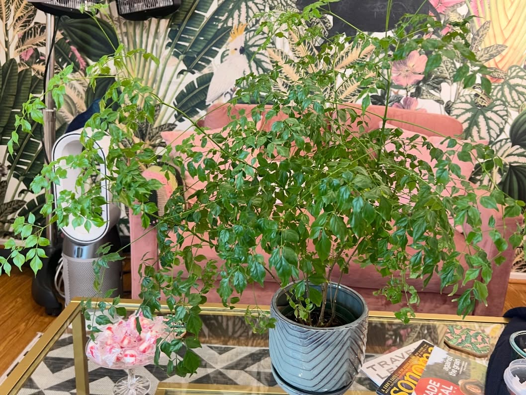 Can you believe how big this girl is getting?
.
My China Doll just keeps getting bigger.
She’s a happy plant. 🌱