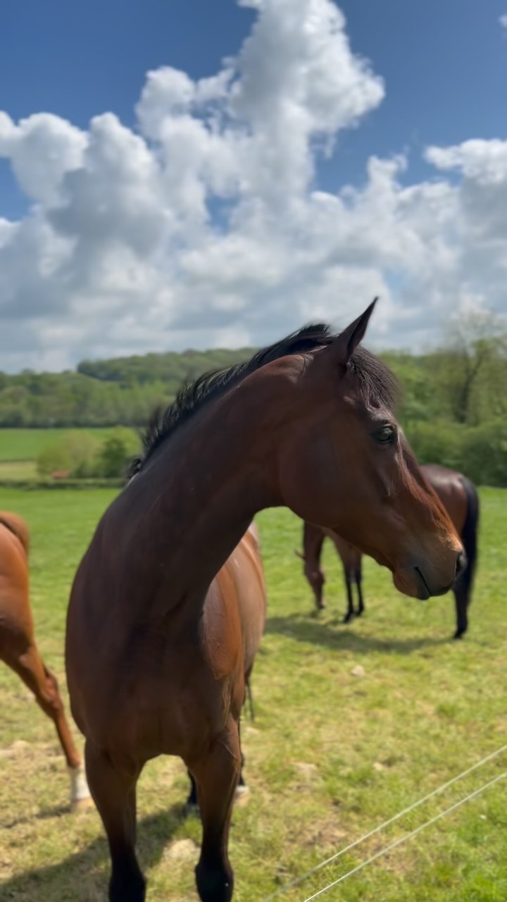 Horses enjoying the last few days of there summer break ☀️
