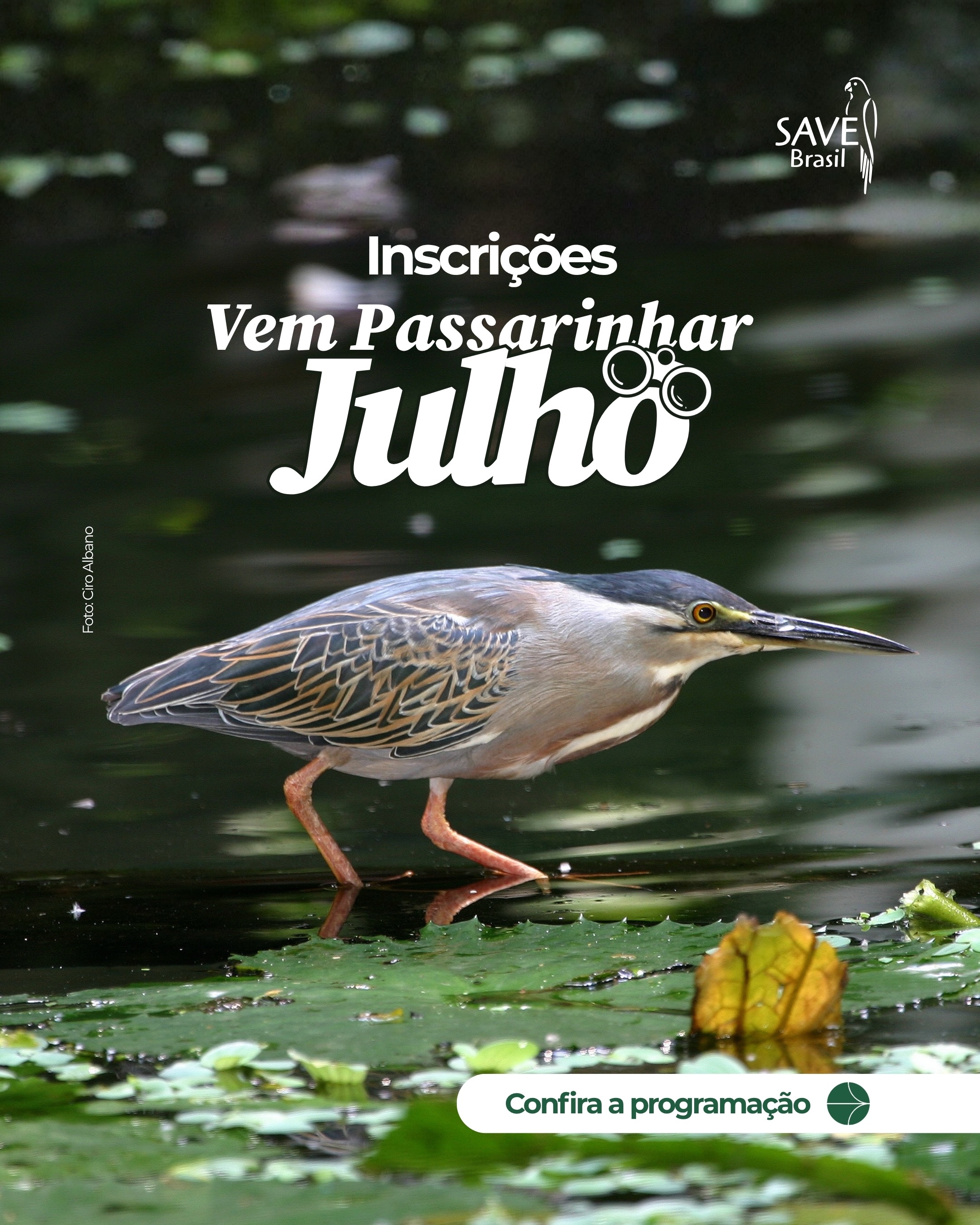 Tem encontro marcado com as aves em julho! 🐦💚
O Vem Passarinhar deste mês segue a programação especial em diferentes regiões, reunindo pessoas que querem conhecer mais sobre as aves, a natureza e os lugares onde elas vivem.
Cada atividade tem sua própria programação, por isso, deslize os cards e confira:
📍 onde será o encontro
📅 data e horário
📝 como participar
🚶 ponto de encontro
✨ informações importantes de cada edição
Seja a sua primeira observação de aves ou mais uma aventura na natureza, sempre há algo novo para descobrir.
Convide alguém para viver essa experiência com você e escolha o destino da sua próxima passarinhada! 🌿
⚠️ Antes de se inscrever, confira as informações sobre acesso, nível de dificuldade das trilhas e demais orientações disponíveis em cada formulário.
Nos vemos! 💚
-
#VemPassarinhar #ObservaçãoDeAves #Birdwatching #AvesDoBrasil #ConservaçãoDasAves