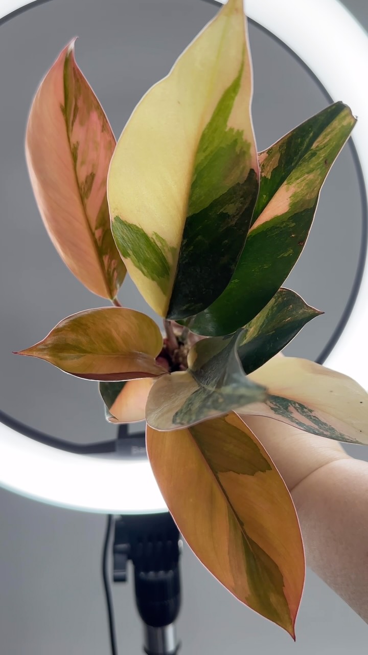 Shipped!
#thankyou #plants #rareplants