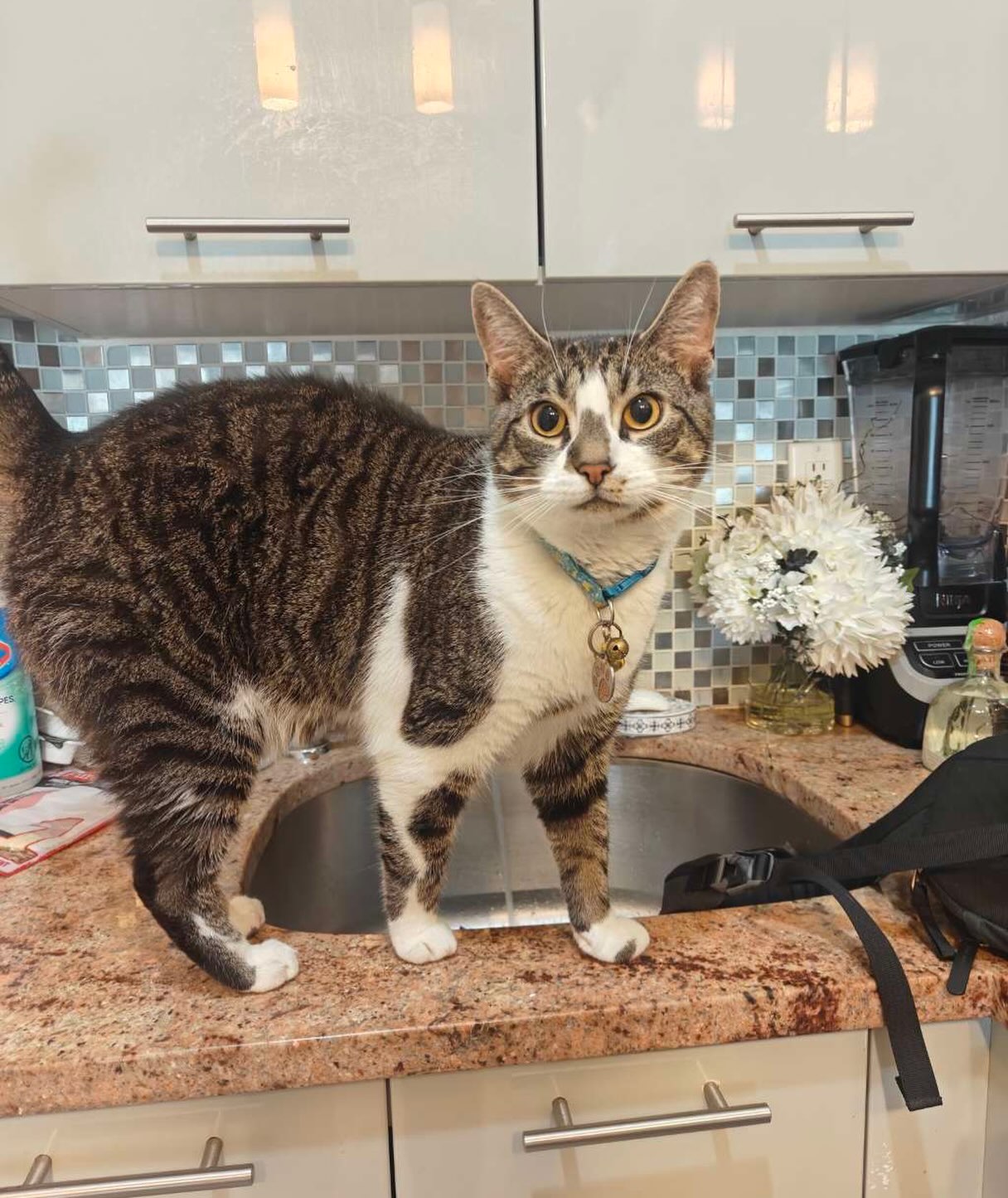 Home is wherever a lovely cat is.๐งก
#dogsofallboroughs #catscatscats #catsgram #catsofnyc #catsitter