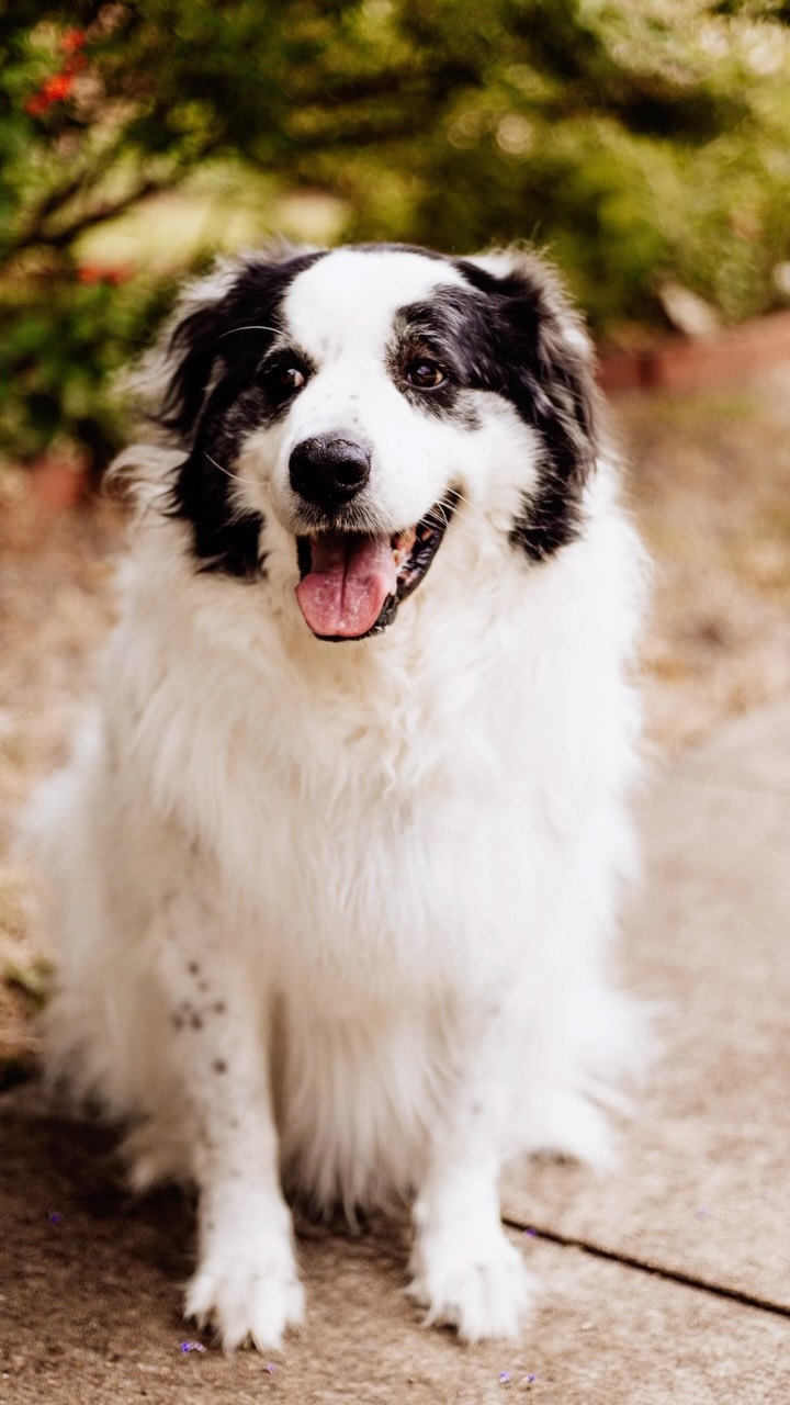 Don’t forget to get photos with your fur baby 🥰
#petphotographer #greatpyrenees #texaspetphotographer #dallasphotographer