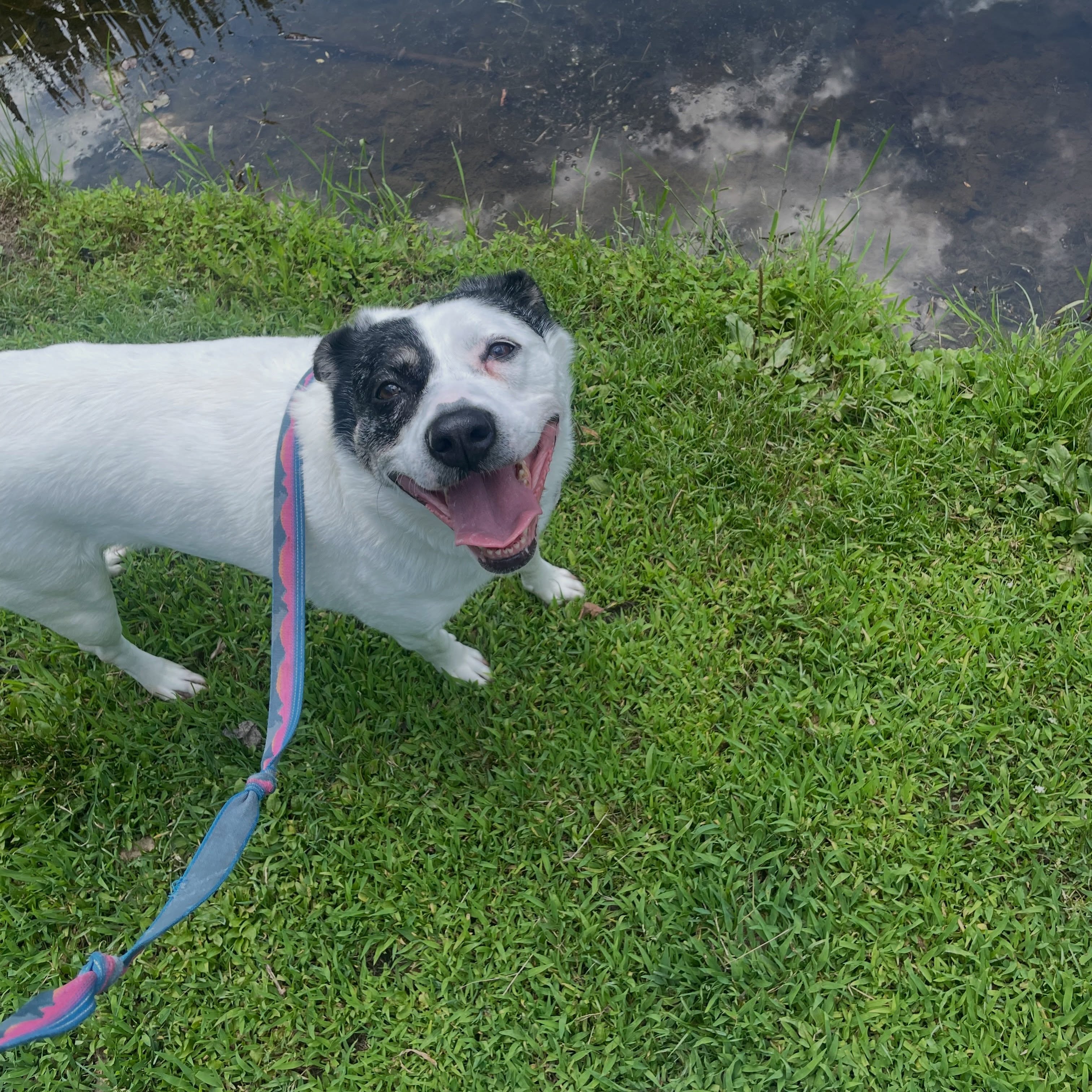 And just like that, we busted all our long-timers out of boarding 😭🥹
Rye was the last of our pups waiting patiently in boarding. With her limitations in placement it took some time - and every single one of you sharing - to find her a foster. But she has officially been in a foster for a week and a half and is doing well!
Her foster reports her biggest “challenges” thus far are begging and some counter surfing. Behavior challenges we want to correct but for now, we will happily accept. 🥹
We are also SO happy to share that thanks to a genius donor, Rye’s adoption fee is completely waived!! We know that the right adopter will want to jump into continuing her training. We hope this will lighten the financial burden for someone to adopt and instead allow the right person to focus on Rye in her forever home!
While boarding will remain a resource for us, as it is for many organizations in the DMV, when emergencies arise or temp coverage is struggling to be found. But we’re so incredibly grateful for everyone who helped us get these pups into long-term fosters.
There are *so* many people to thank that we will probably miss some names and mentions but we’d be remiss to not thank the dog walkers - @prettyboyaussie , Lara, Andy, Jane, Adrianna, and allllll of the Rye fans that went out to see Rye.
A special thank you to @petdominion gave such incredible care to Rye and she became a friend to staff members (how could she not win them over with that smile??).
Thank you to all the accounts that shared her — we quite literally would run out of room if we tagged everyone but we wanted to thank @indigodogclub , @petunityproject , & @wetheadoptablepets_dmv who have shared her since the beginning.
And thank you to everyone who shared outside of social media! Ultimately, @nextdoor was where Rye’s foster found us that was only made possible by each and every person that shared her story!
We missed many of Rye’s fan club in these “thank yous” but this was truly only made possible by all of you! Rye is cheesing at you to say thank you too!
We will of course keep everyone updated as she progresses! Thank you all! 💜