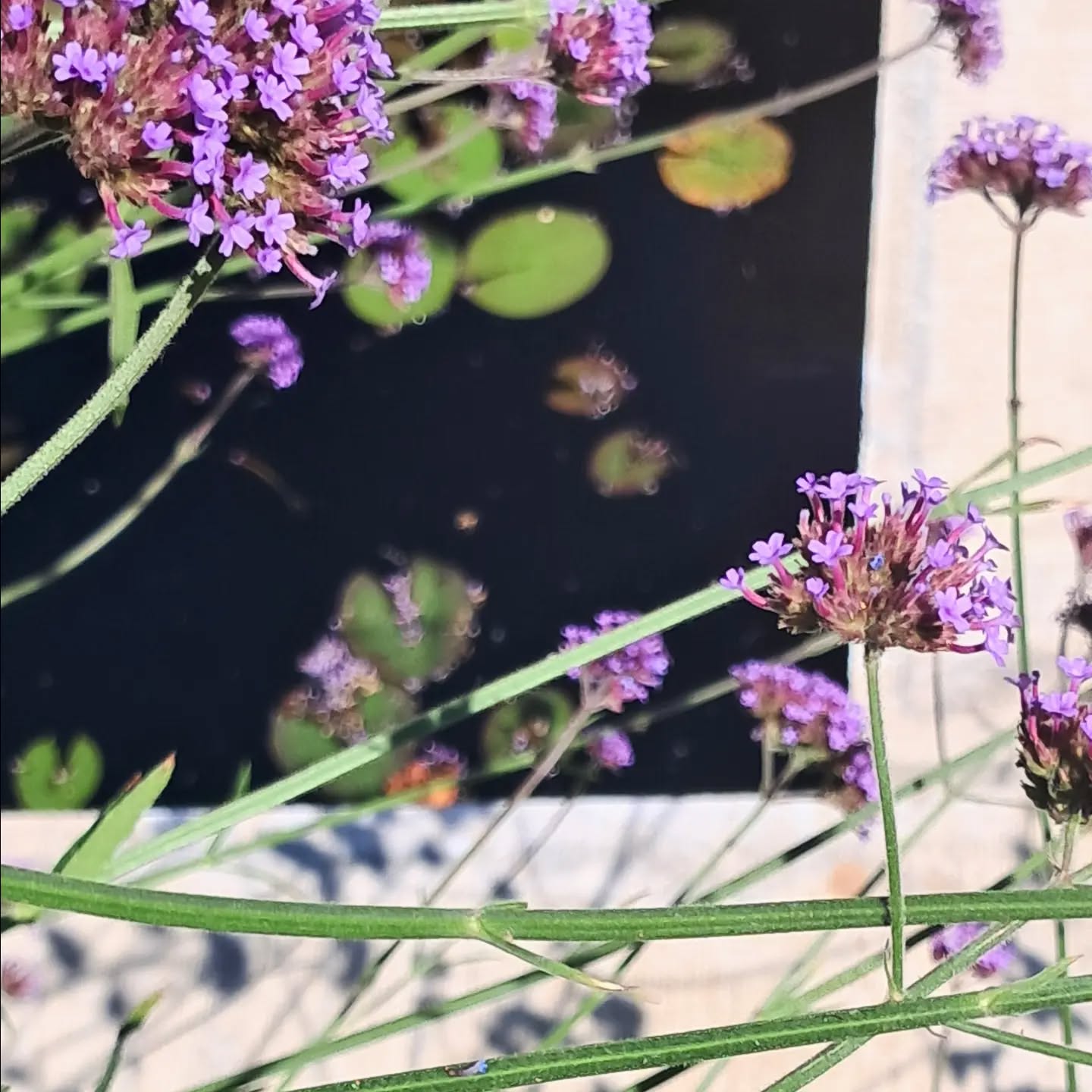 Verbena bonariensis & shadows on another bright sunny day in my garden. Love it.