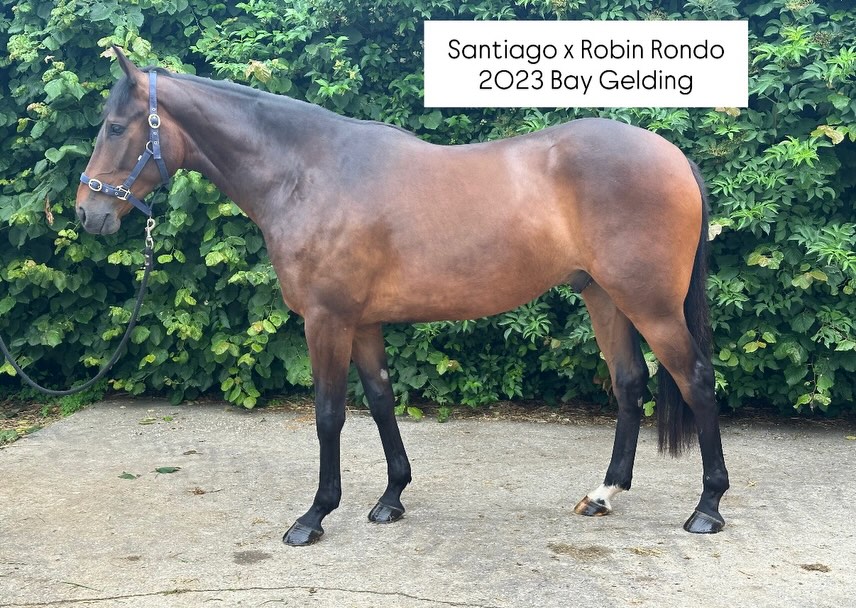 Our beautiful 3 year olds, purchased at the Goffs & Derby sale this year. Absolute stand outs from day one, having been broken in here with us, it enables us to work with them daily and see their progress. All being very exciting prospects for the future. All currently For Sale to stay in the yard.
For further information please contact us through email; info@colintizzard.co.uk or call 07769 183901
Links to there page can be found on our website
https://www.joetizzardracing.co.uk/horses-for-sale
@doyle_racing